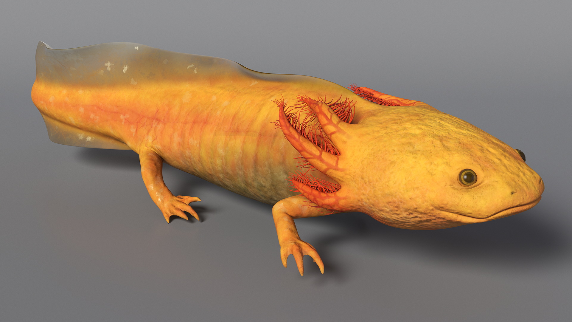 3D model Gold Albino Axolotl Rigged for Maya