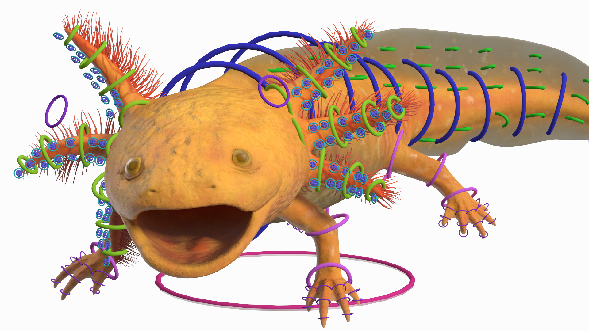 3D model Gold Albino Axolotl Rigged for Maya