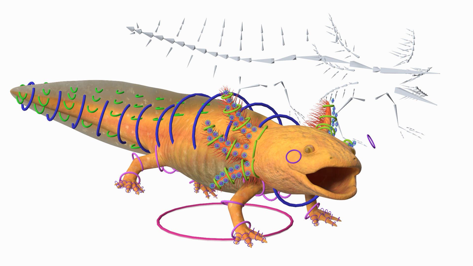 3D model Gold Albino Axolotl Rigged for Maya
