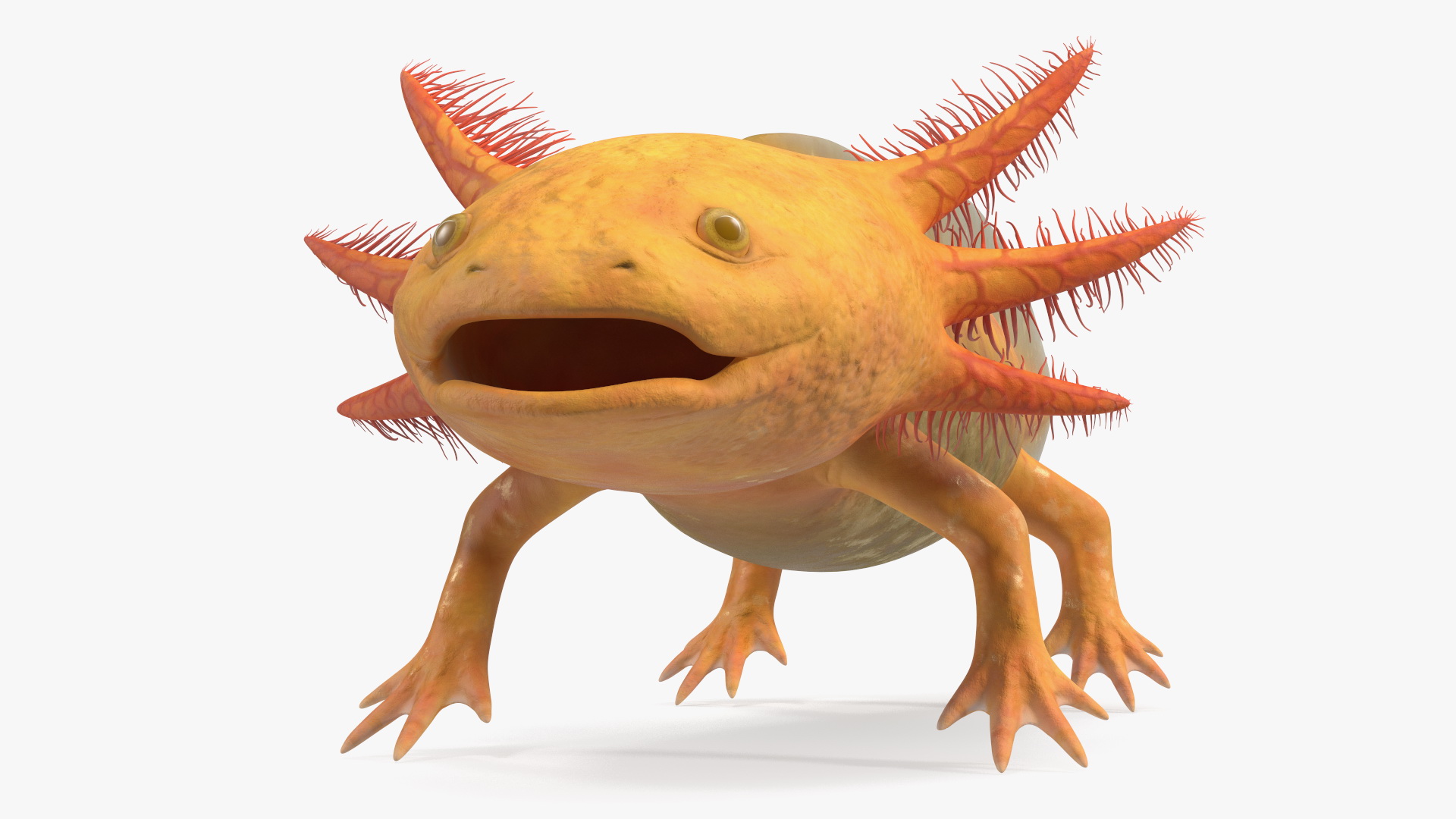 3D model Gold Albino Axolotl Rigged for Maya