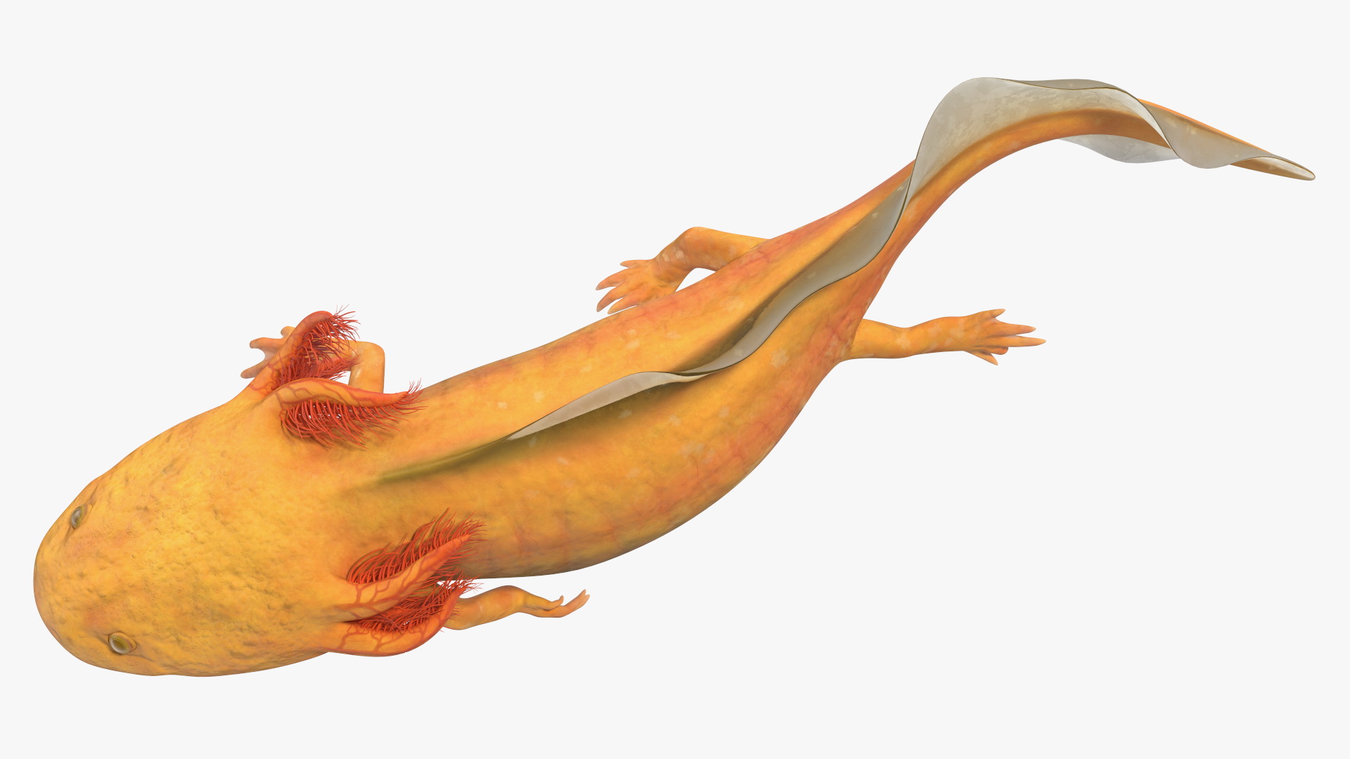 3D model Gold Albino Axolotl Rigged for Maya