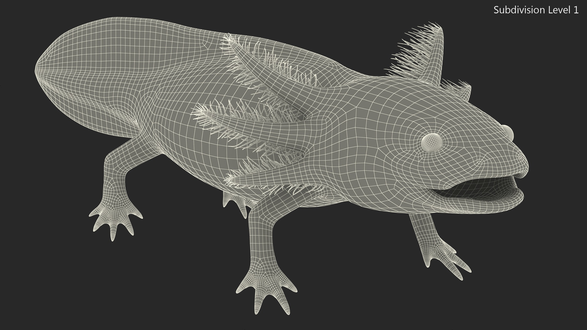3D model Gold Albino Axolotl Rigged for Maya
