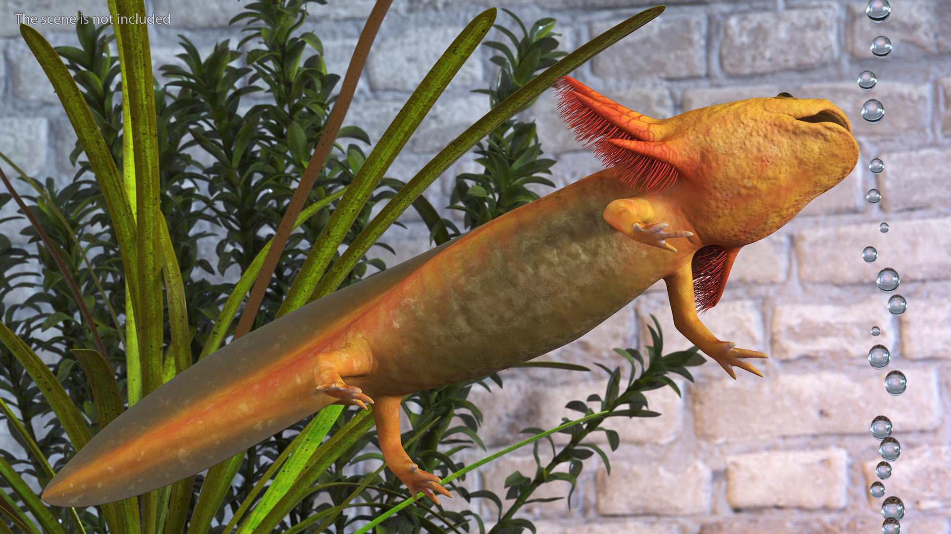 3D model Gold Albino Axolotl Rigged for Maya