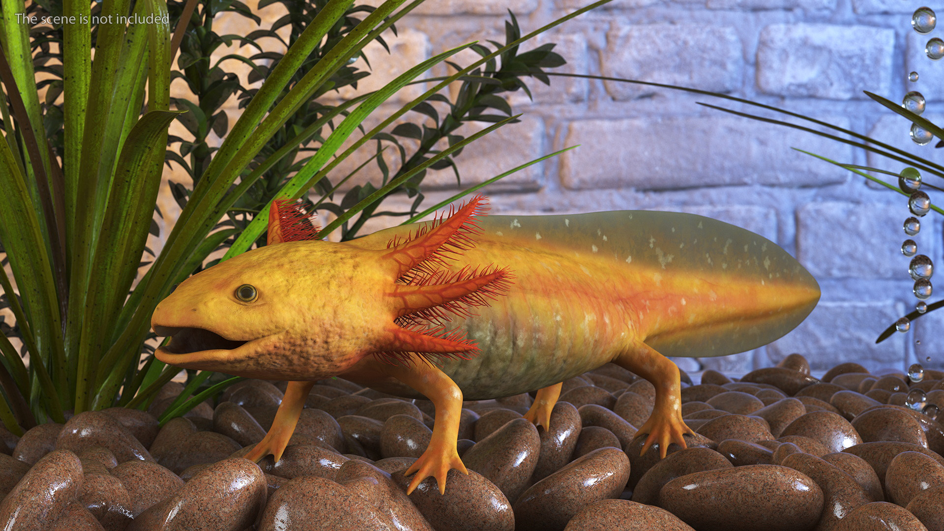 3D model Gold Albino Axolotl Rigged for Maya