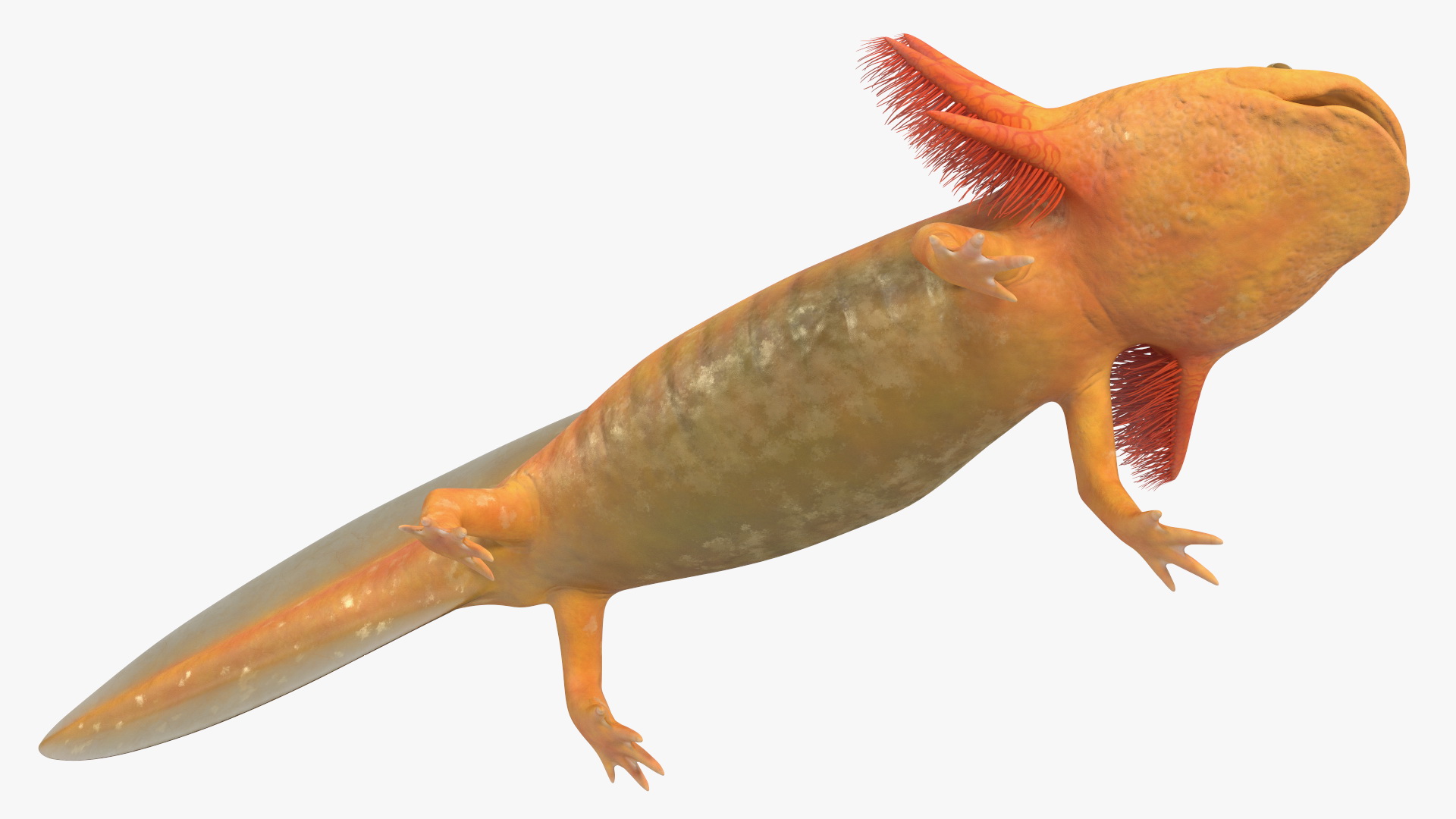 3D model Gold Albino Axolotl Rigged for Maya