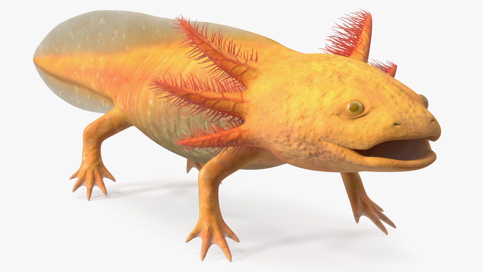 3D model Gold Albino Axolotl Rigged for Maya
