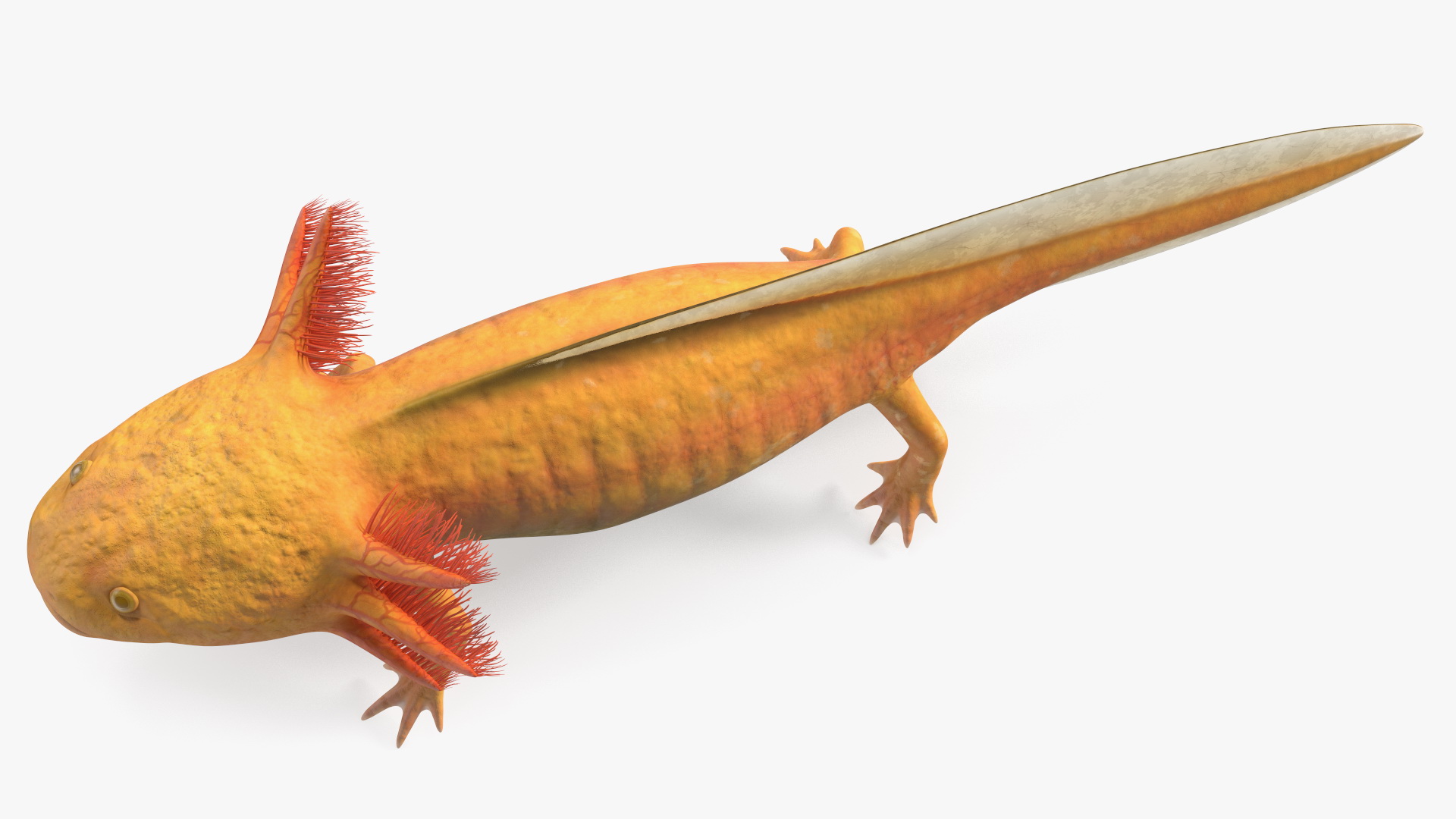 3D model Gold Albino Axolotl Rigged for Maya