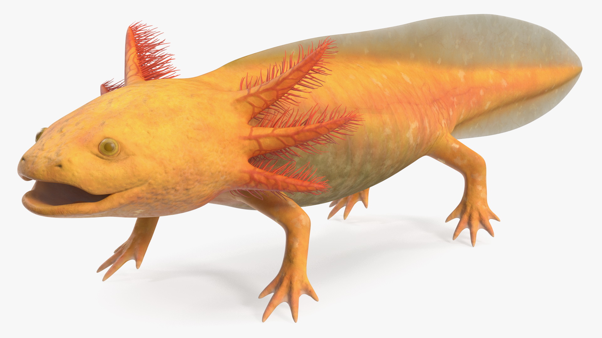 3D model Gold Albino Axolotl Rigged for Maya