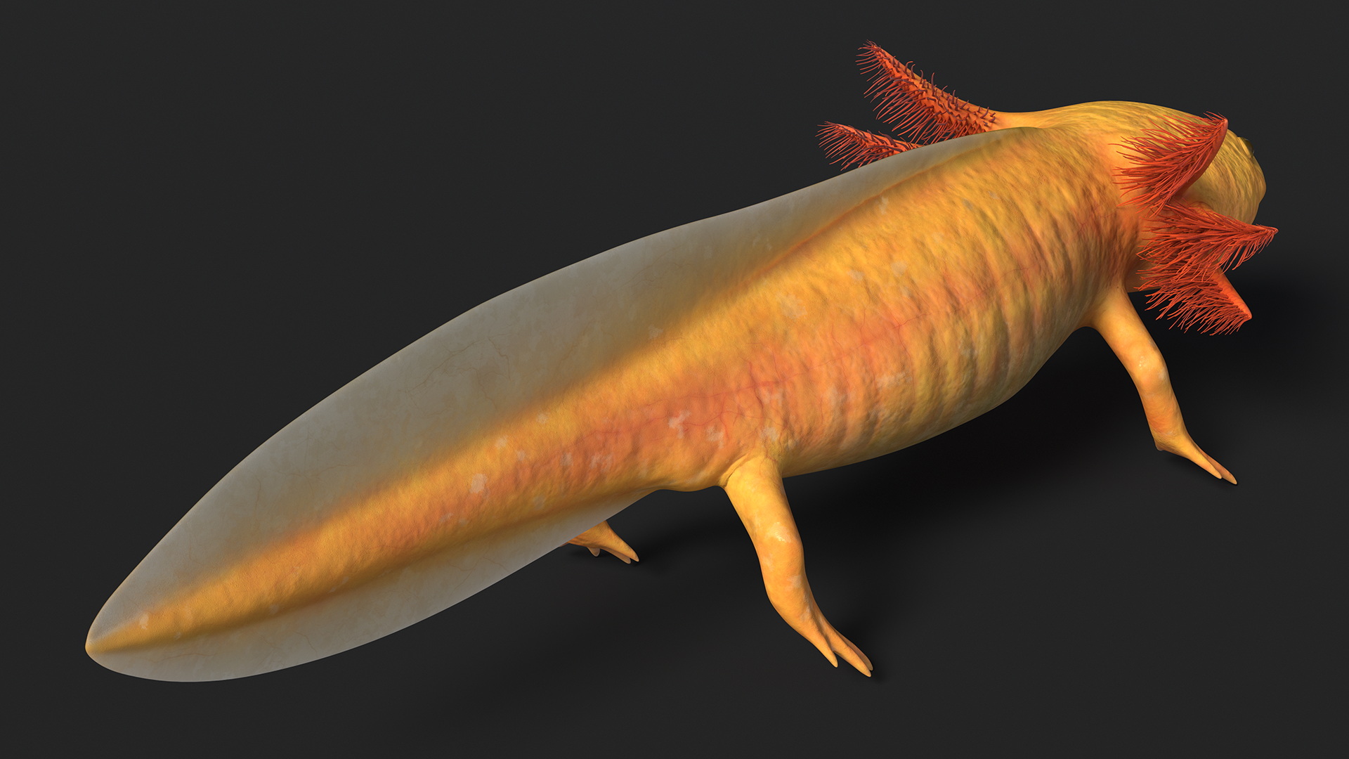 3D model Gold Albino Axolotl Rigged for Maya