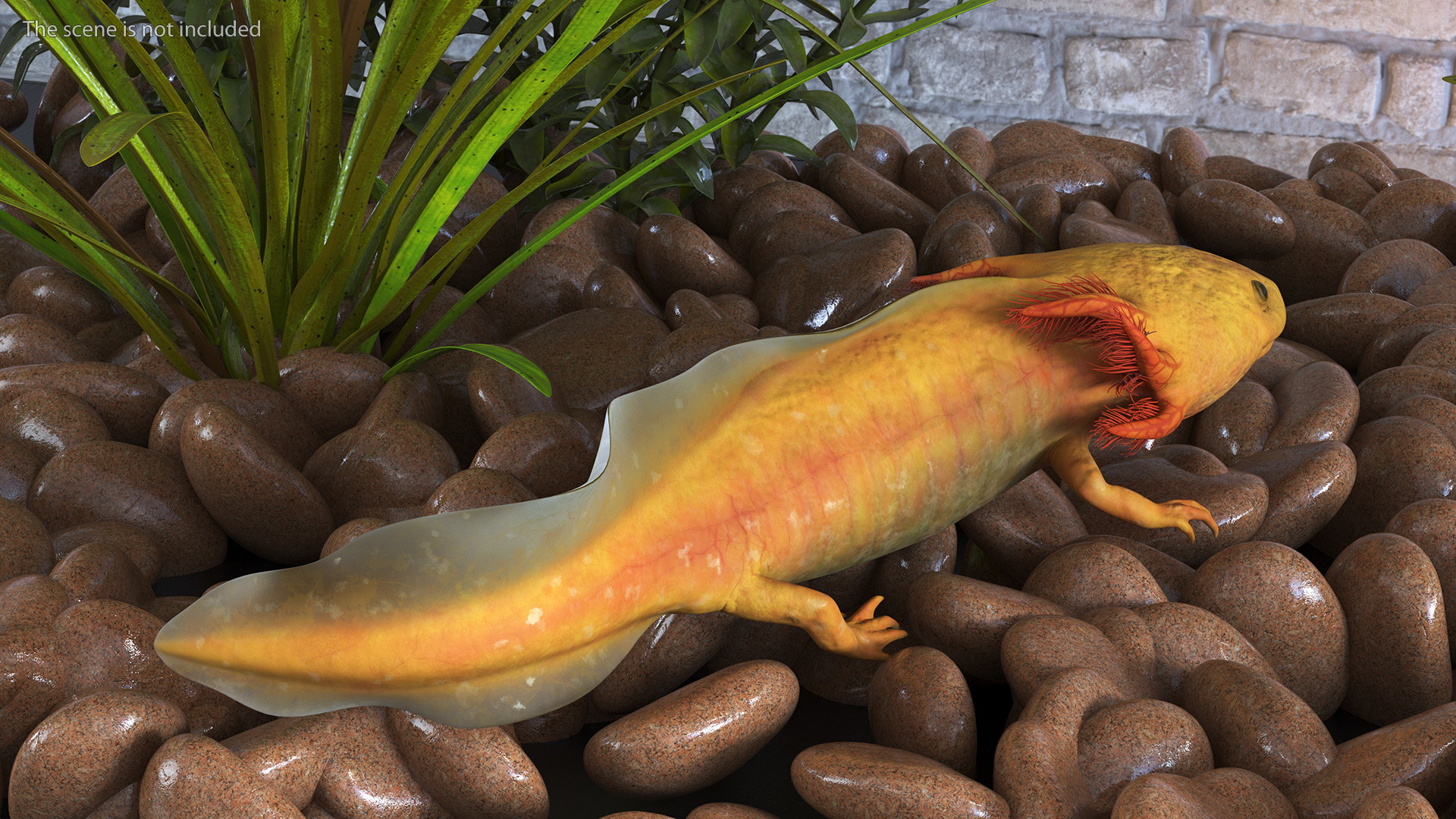 3D model Gold Albino Axolotl Rigged for Maya