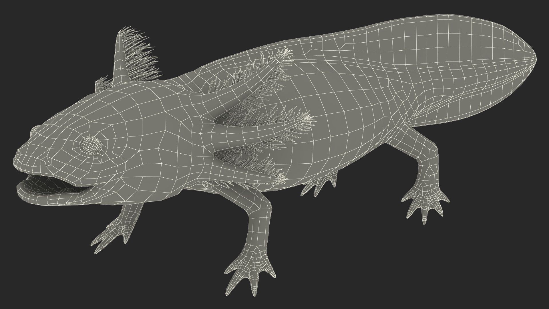 3D model Gold Albino Axolotl Rigged for Maya