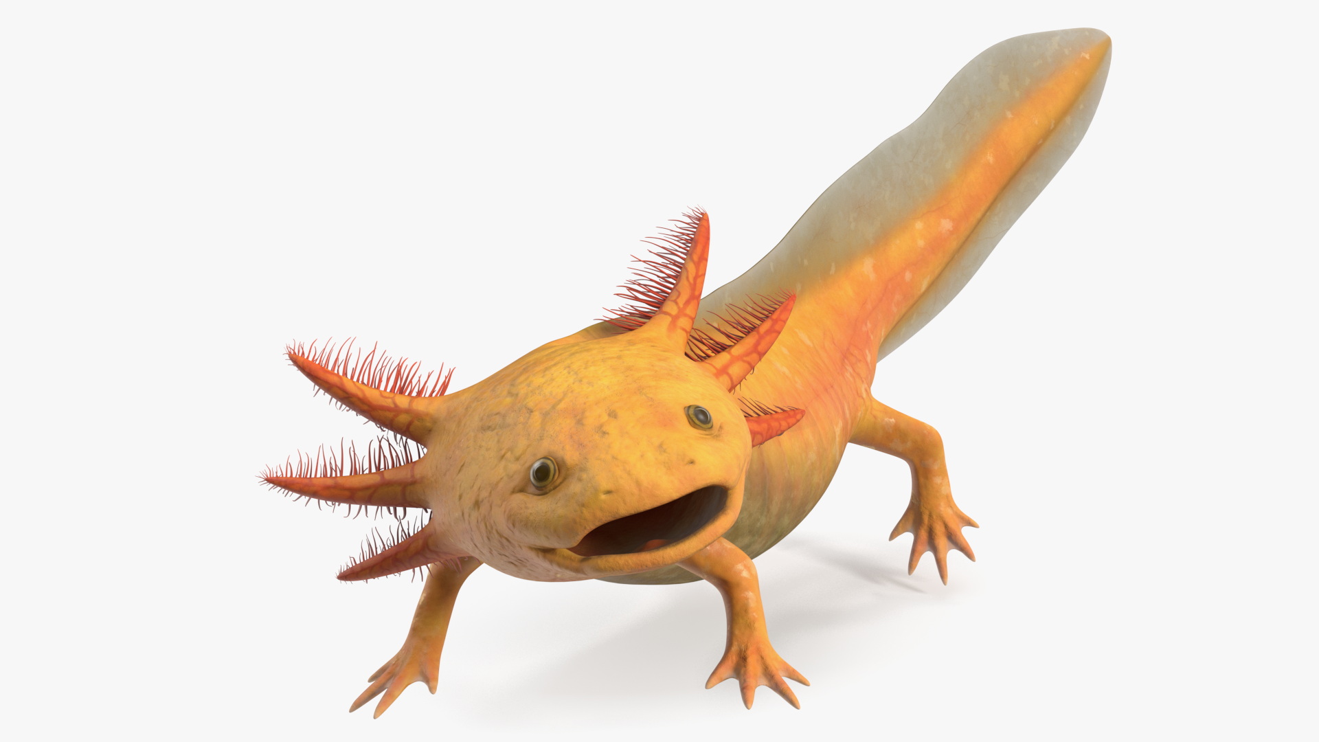 3D model Gold Albino Axolotl Rigged for Maya
