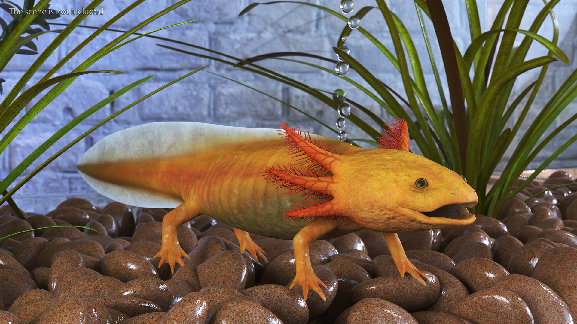 3D model Gold Albino Axolotl Rigged for Maya