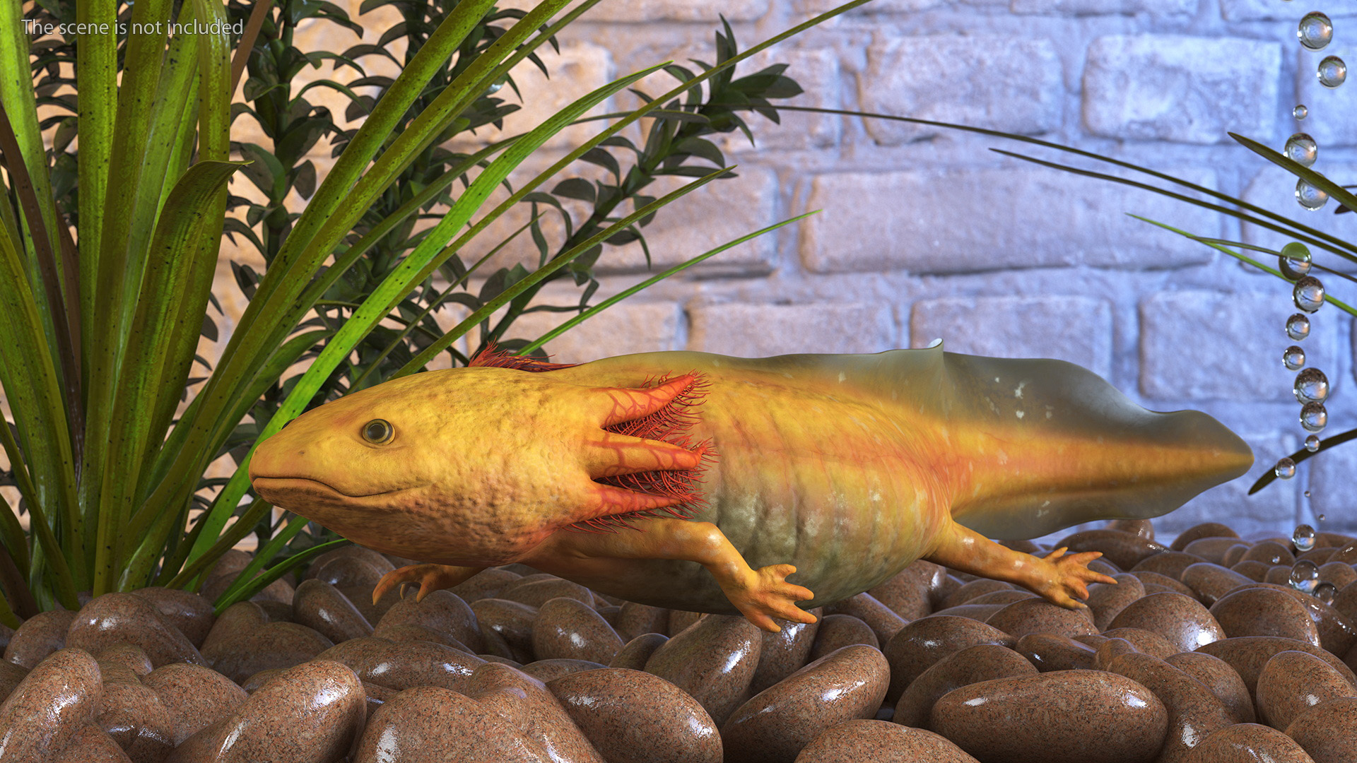 3D model Gold Albino Axolotl Rigged for Maya