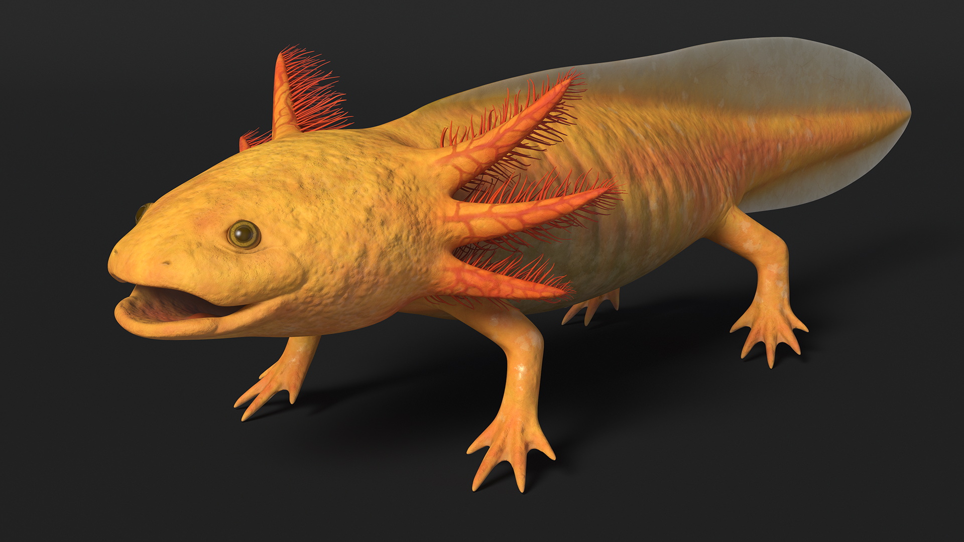 3D model Gold Albino Axolotl Rigged for Maya