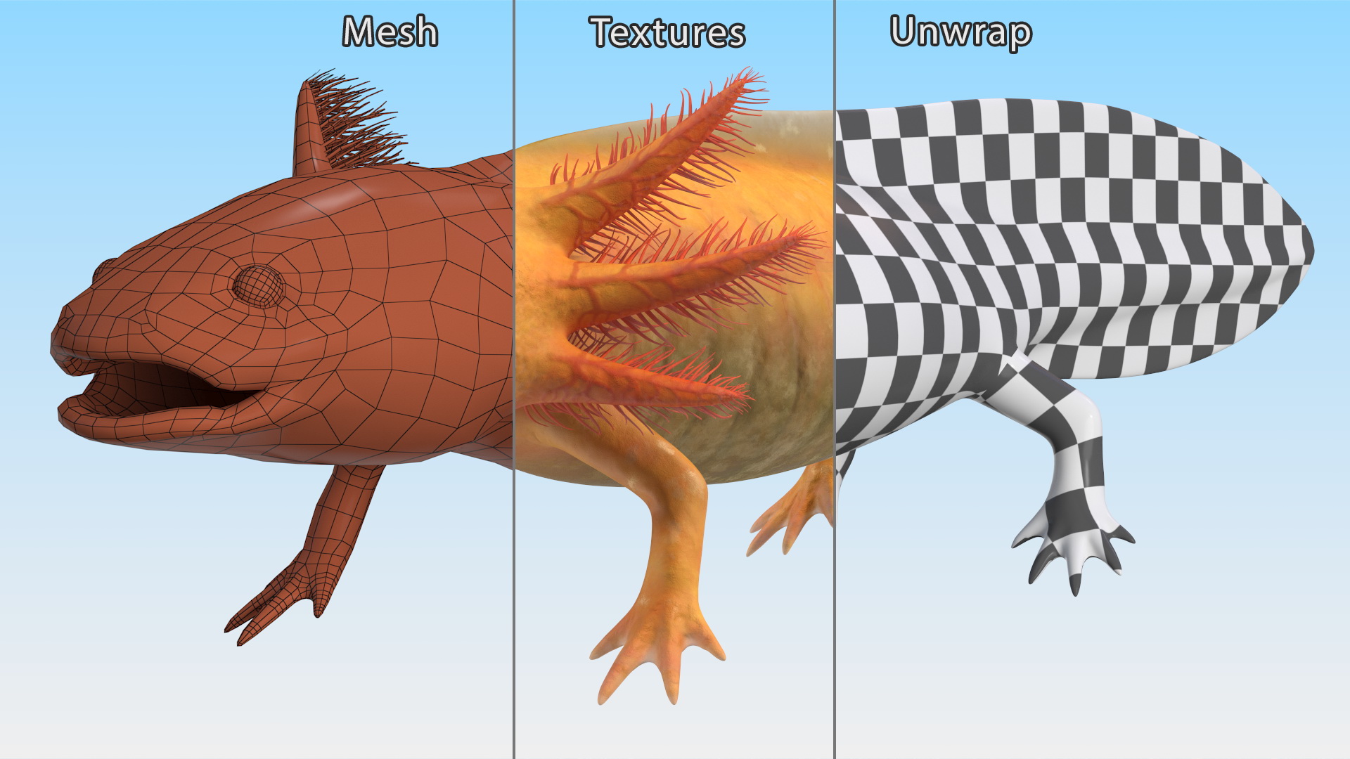 3D model Gold Albino Axolotl Rigged for Maya