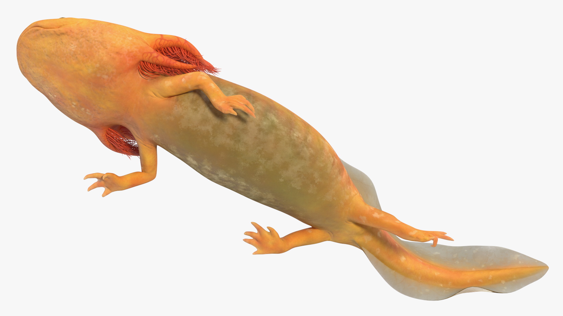 3D model Gold Albino Axolotl Rigged for Maya