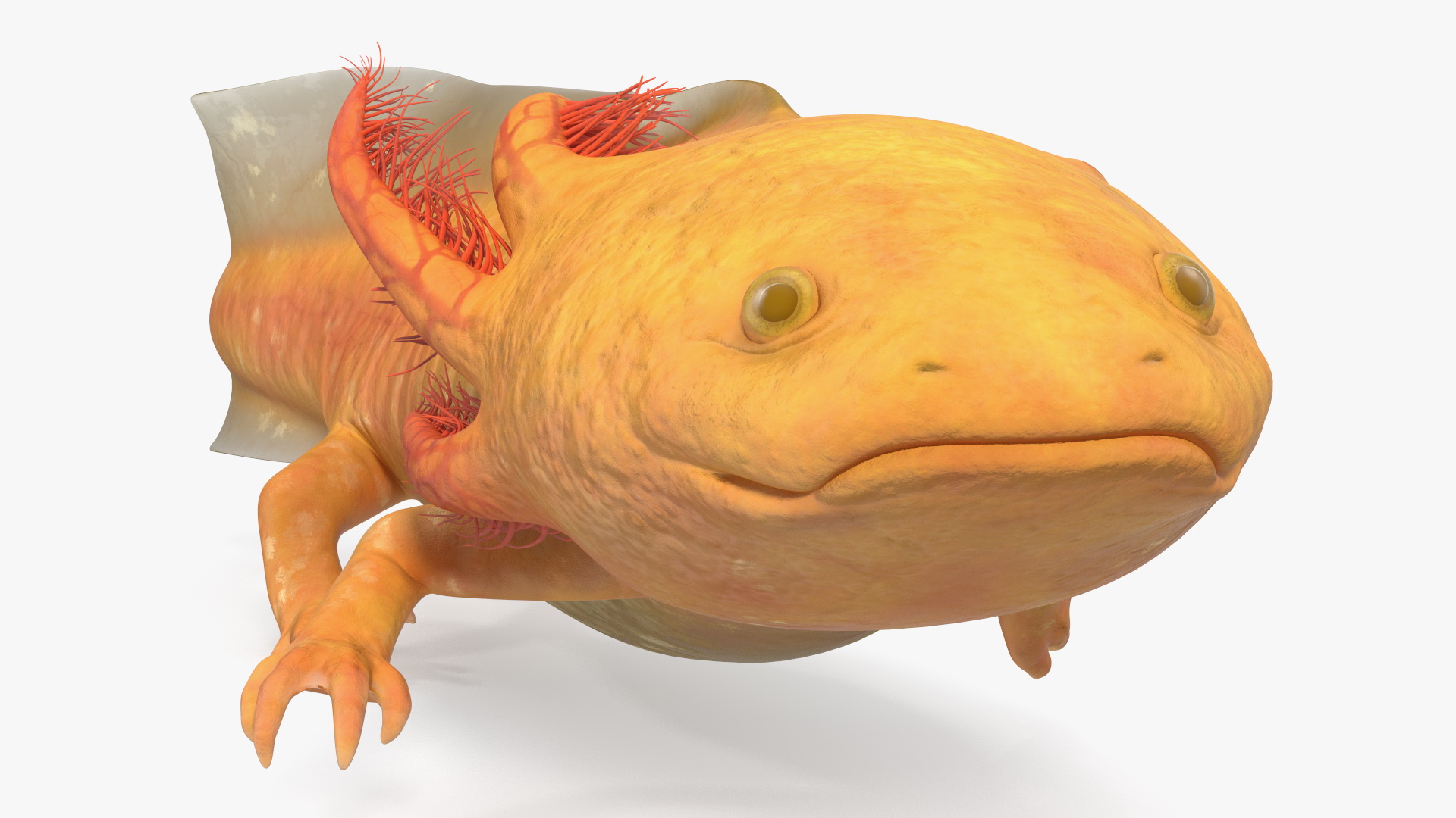 3D model Gold Albino Axolotl Rigged for Maya