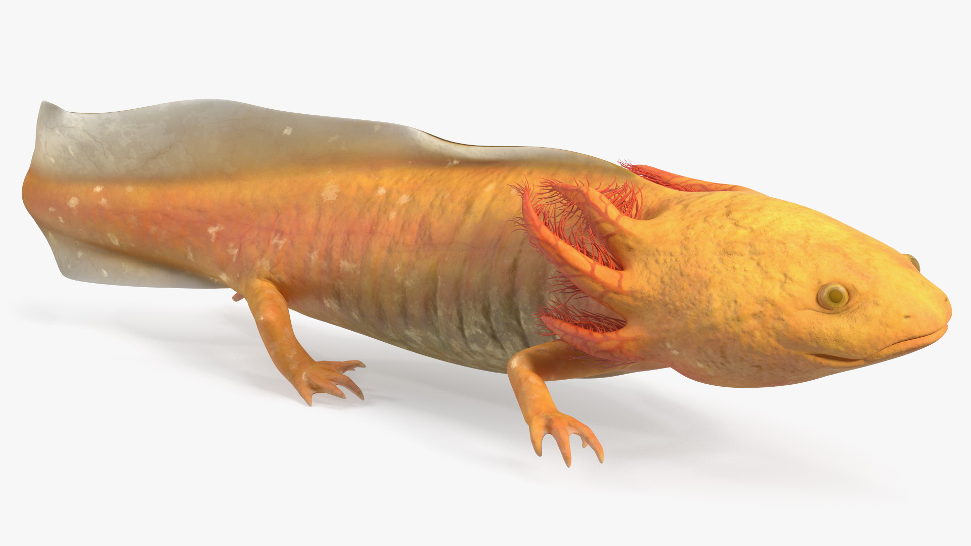 3D model Gold Albino Axolotl Rigged for Maya