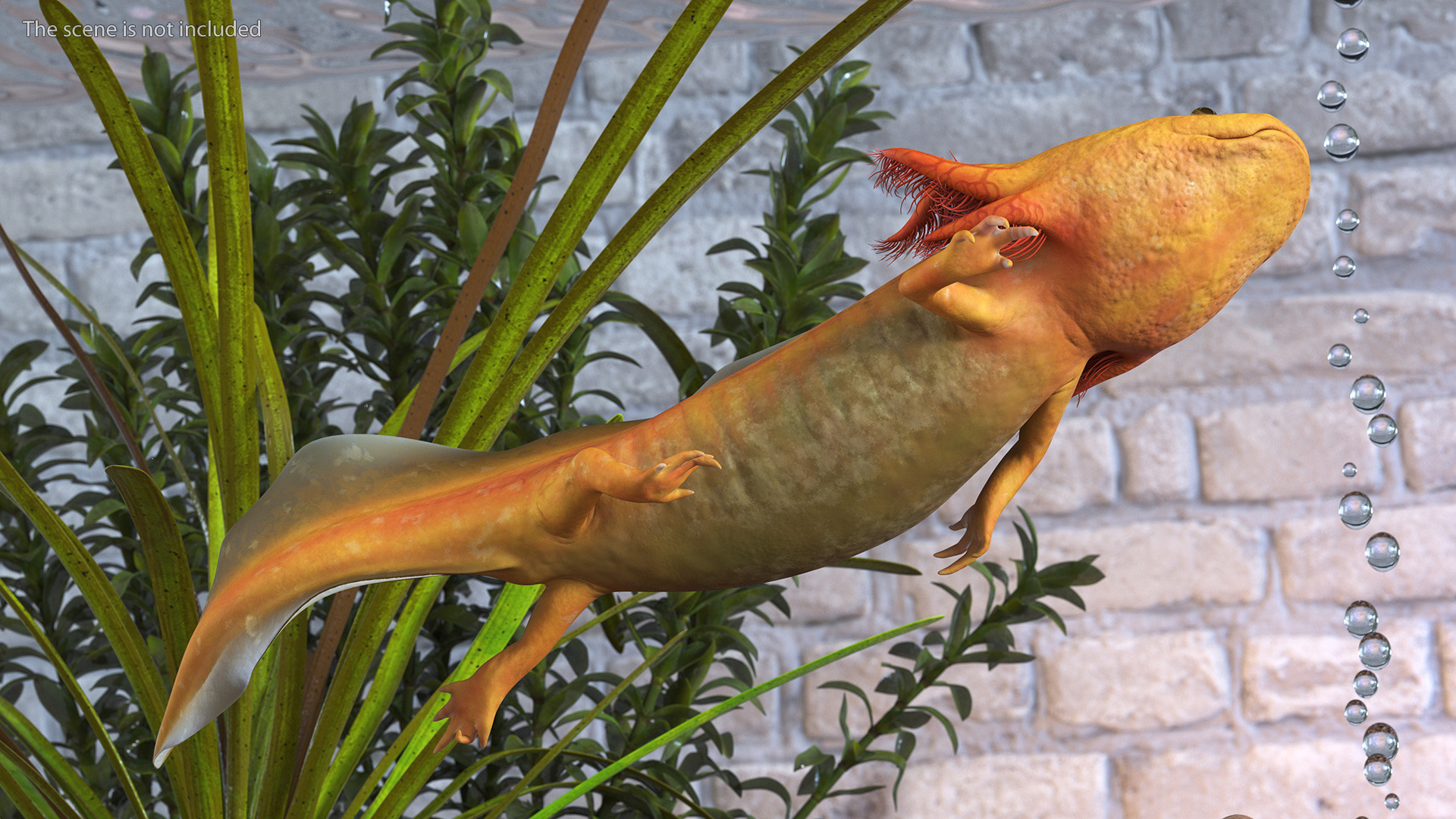 3D model Gold Albino Axolotl Rigged for Maya