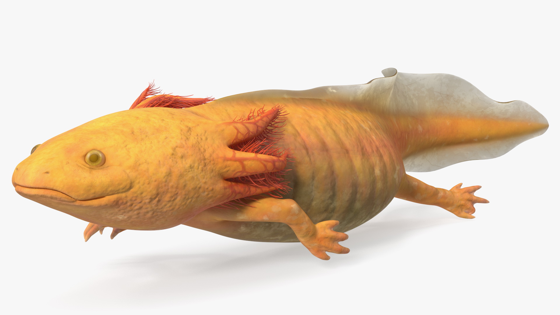 3D model Gold Albino Axolotl Rigged for Maya