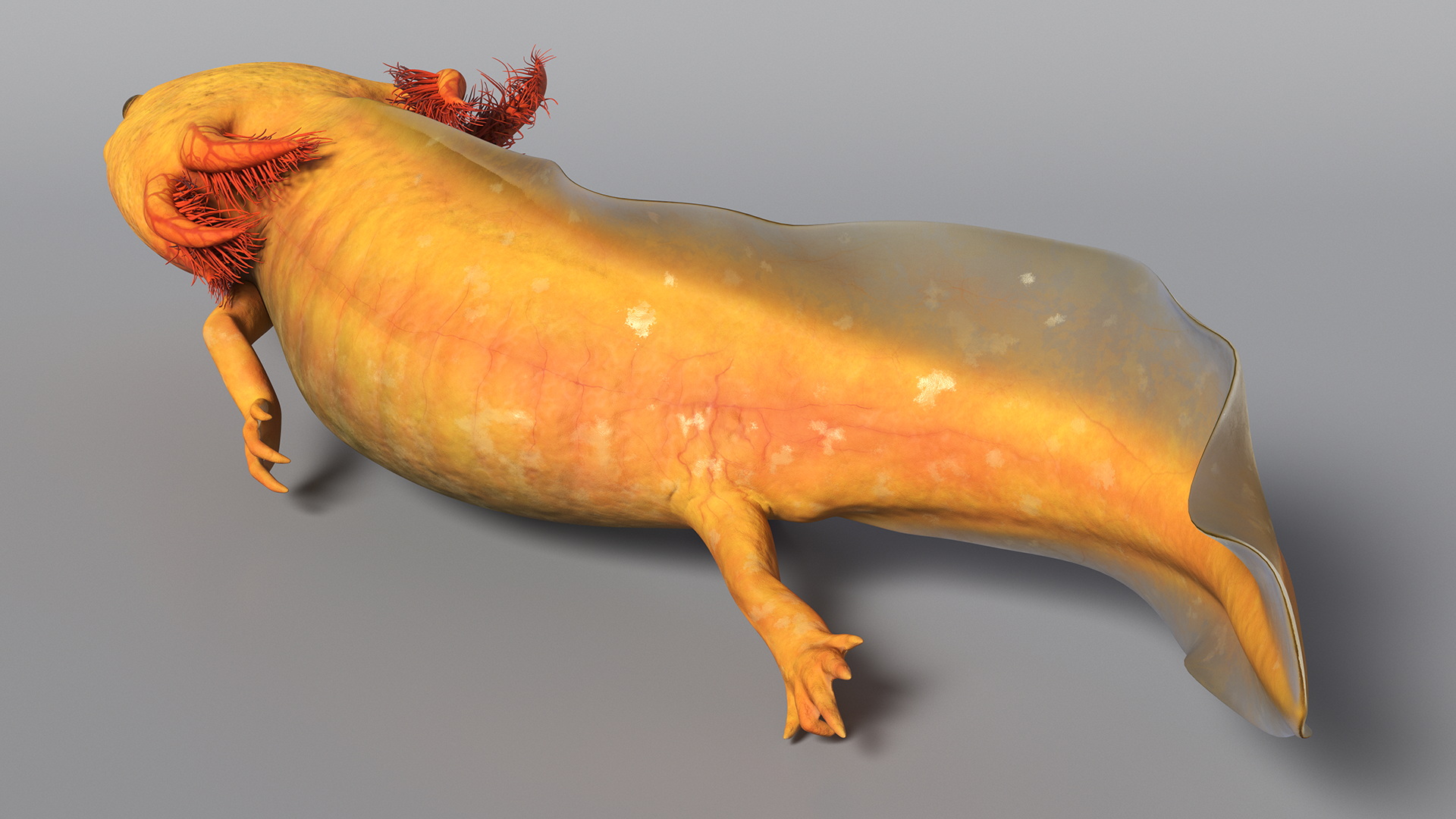 3D model Gold Albino Axolotl Rigged for Maya