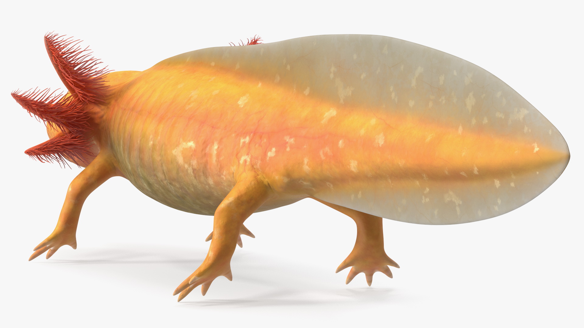 3D model Gold Albino Axolotl Rigged for Maya