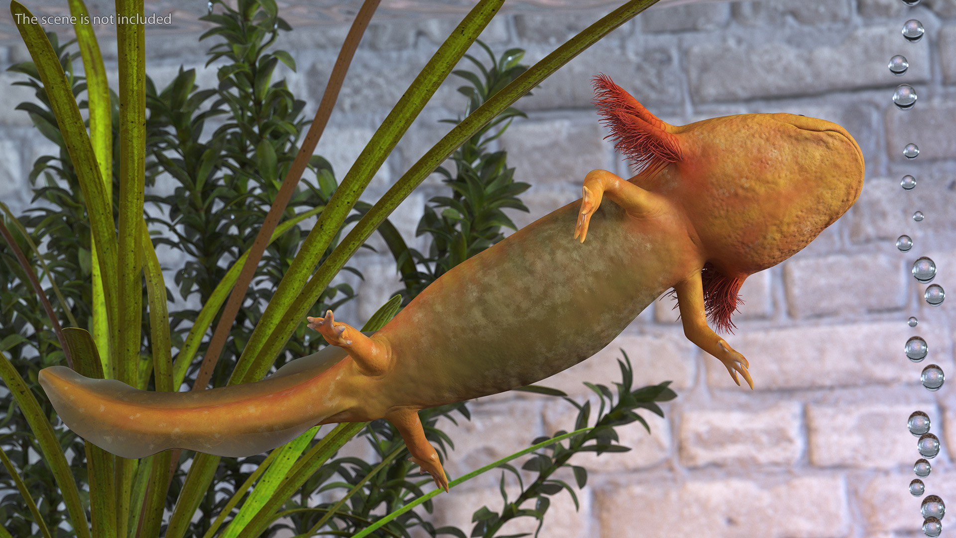 3D model Gold Albino Axolotl Rigged for Maya