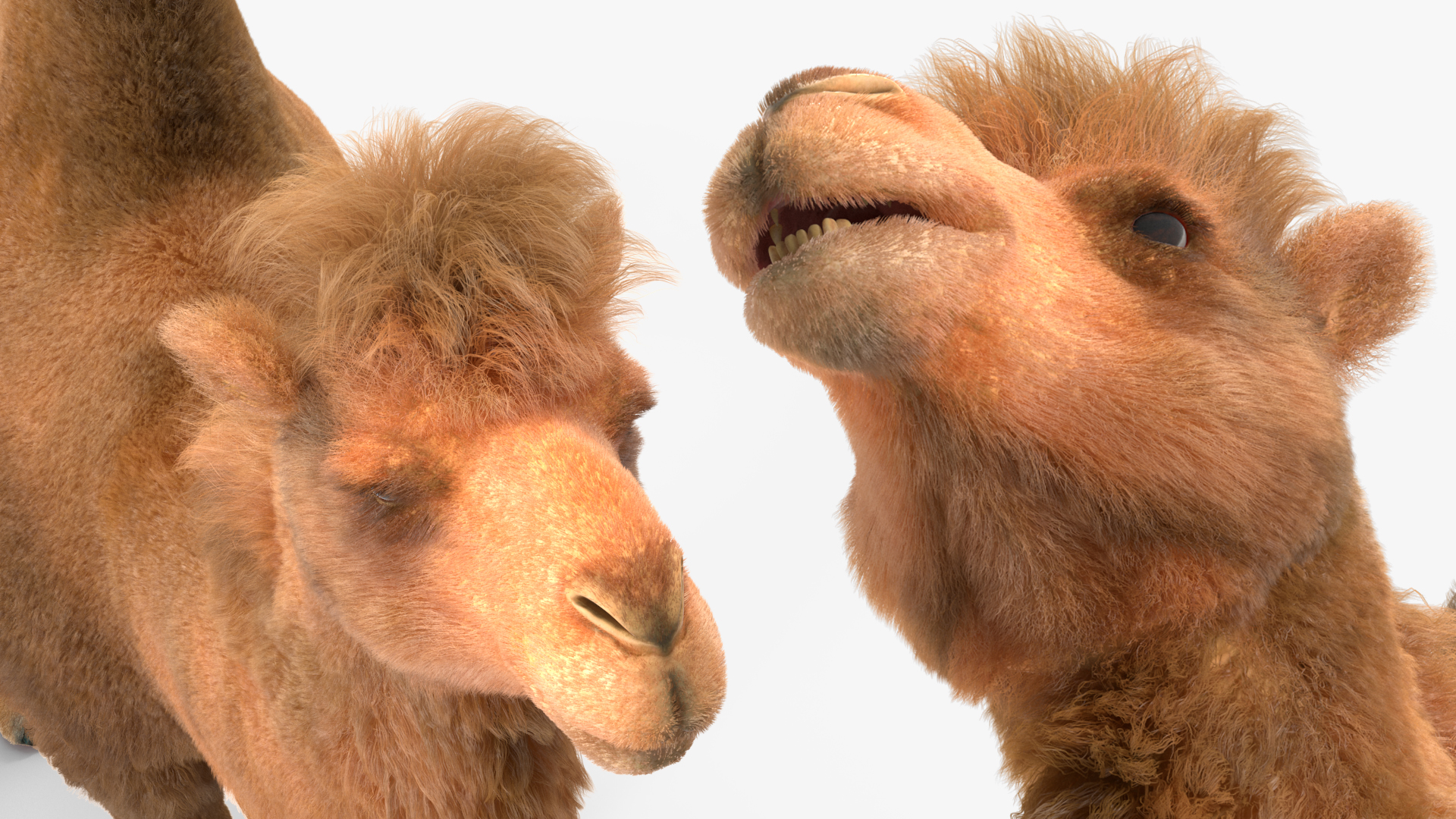 3D Bactrian Camel Fur model