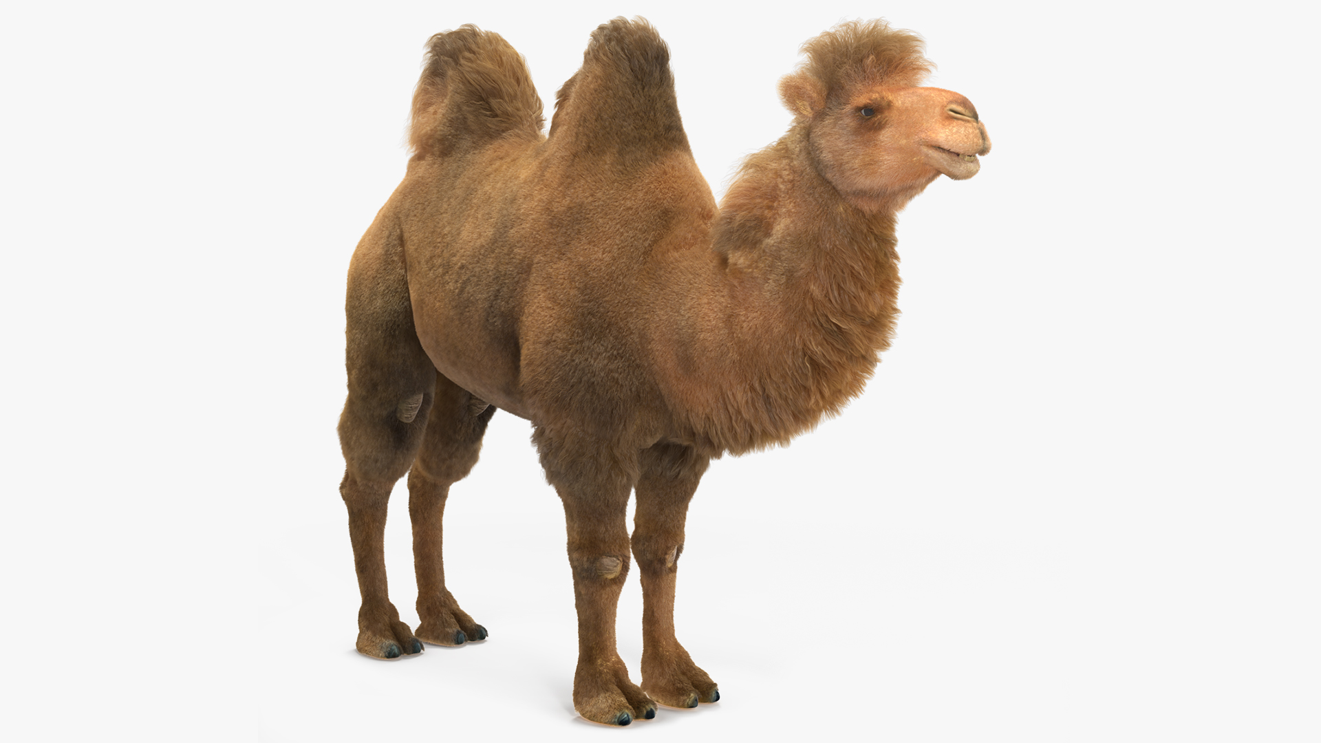 3D Bactrian Camel Fur model