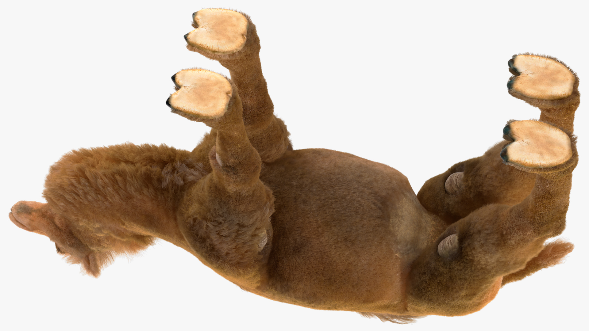 3D Bactrian Camel Fur model