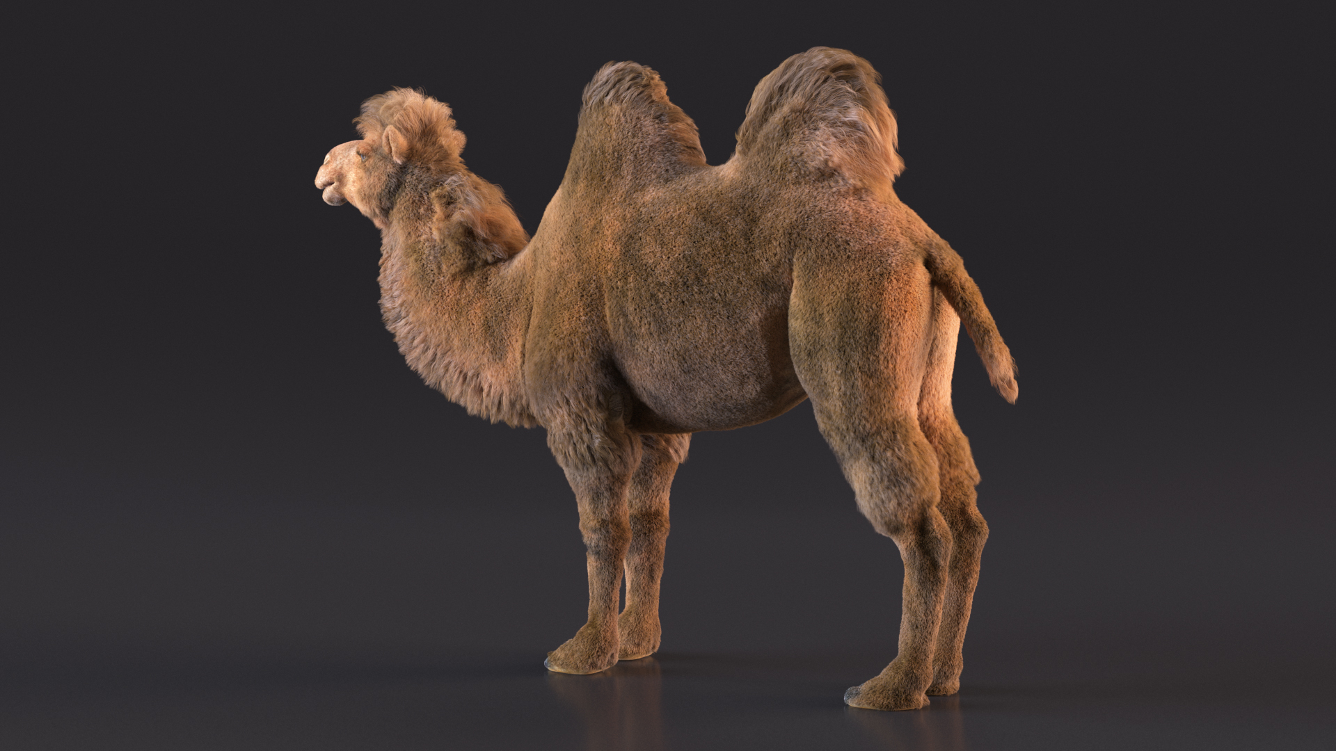 3D Bactrian Camel Fur model