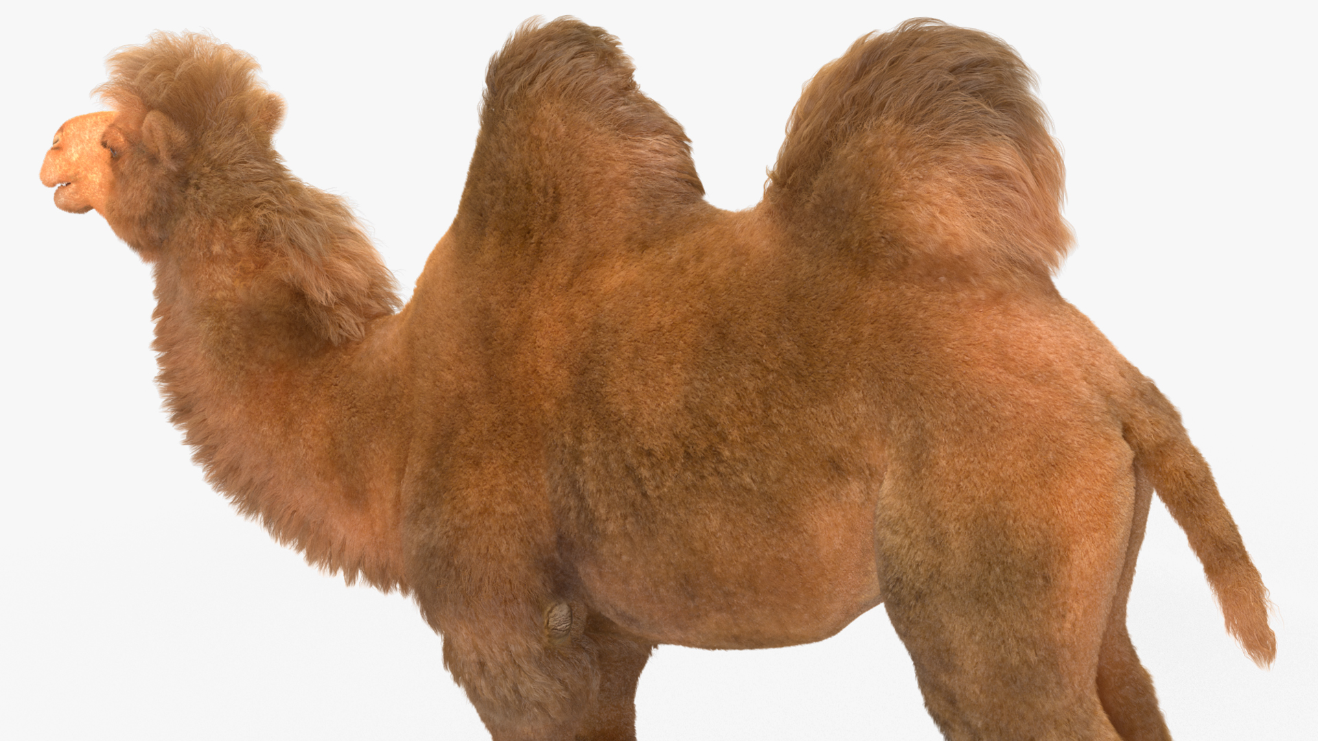 3D Bactrian Camel Fur model
