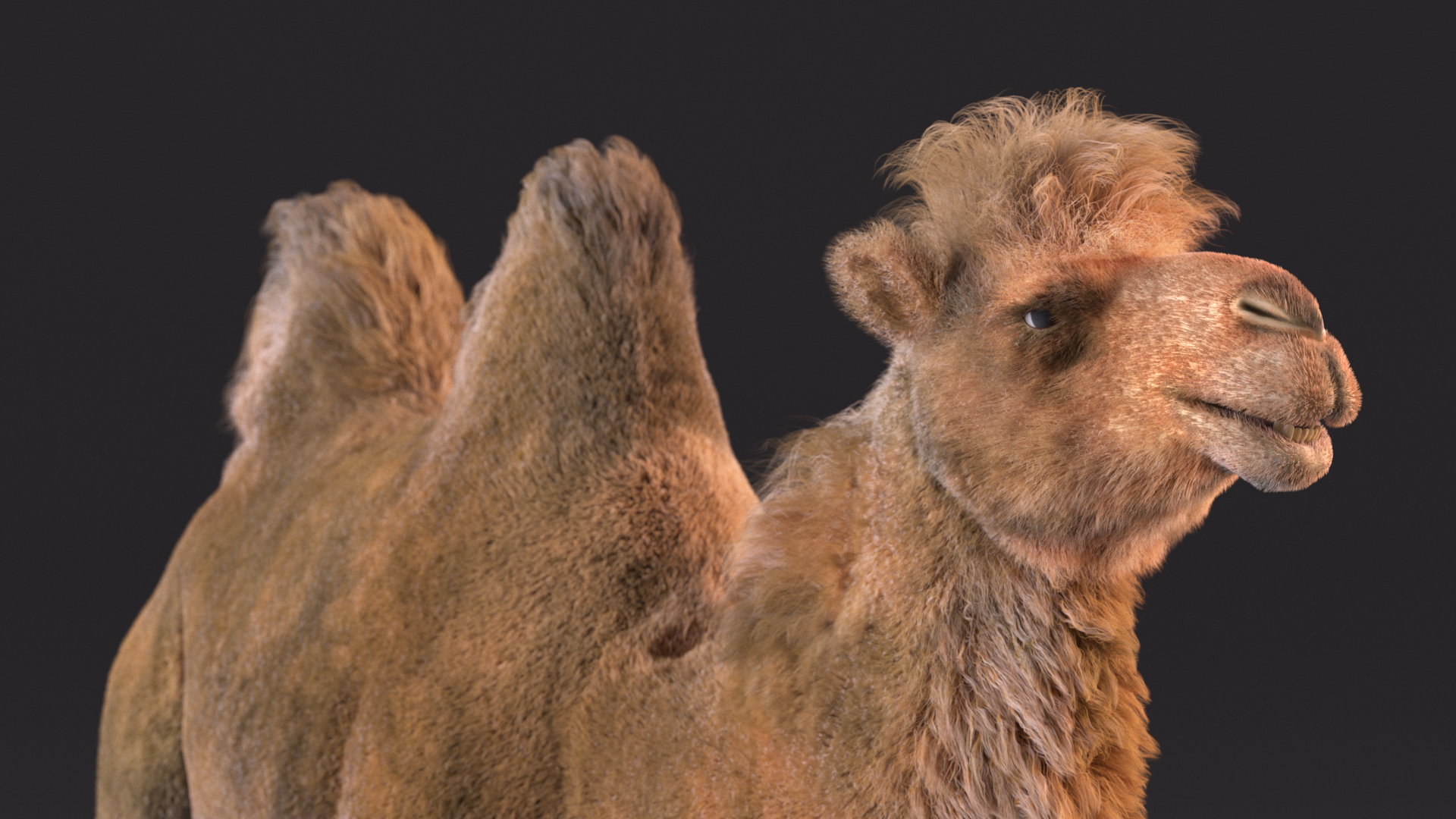 3D Bactrian Camel Fur model