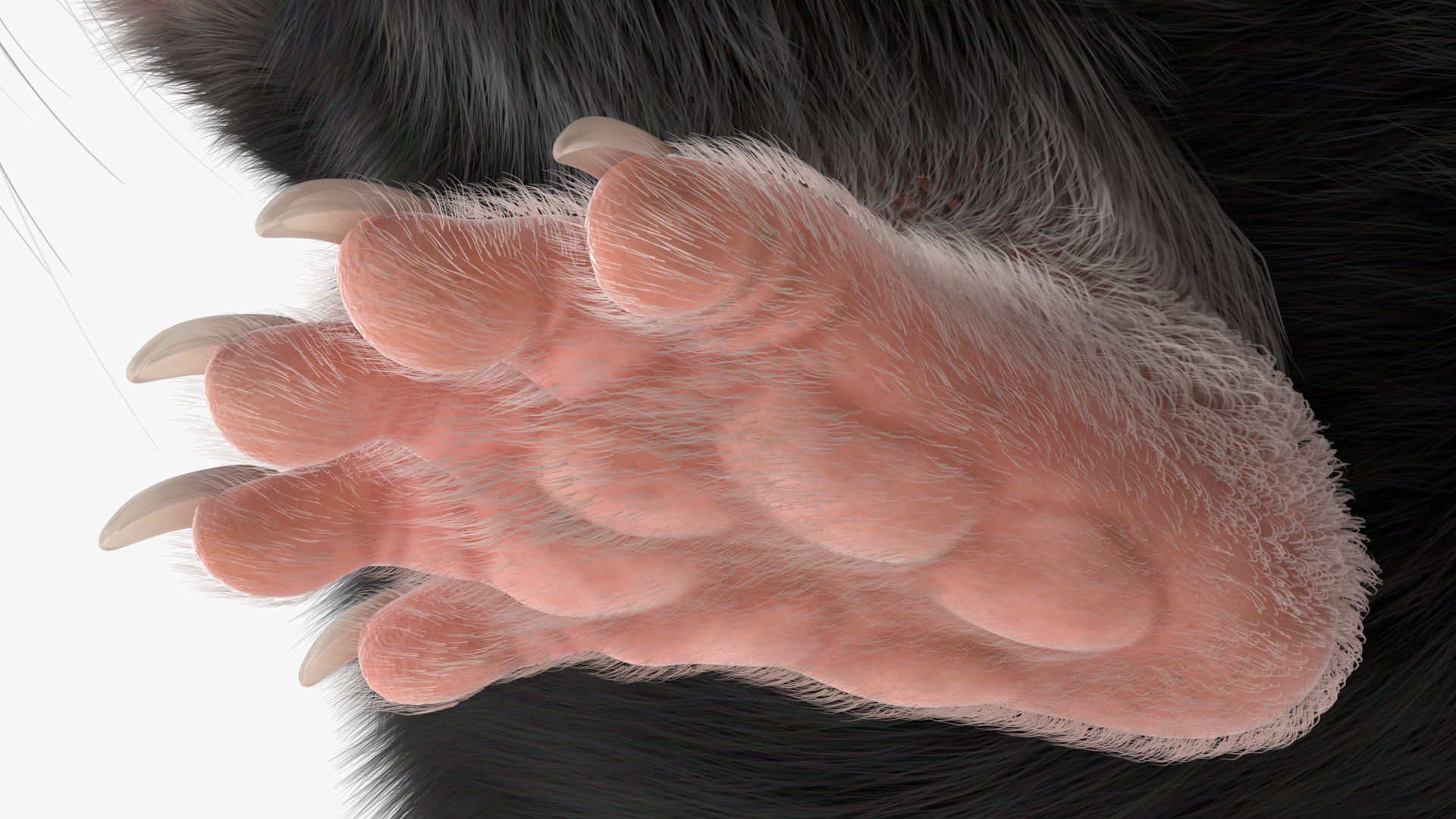 3D Mesocricetus Auratus Black