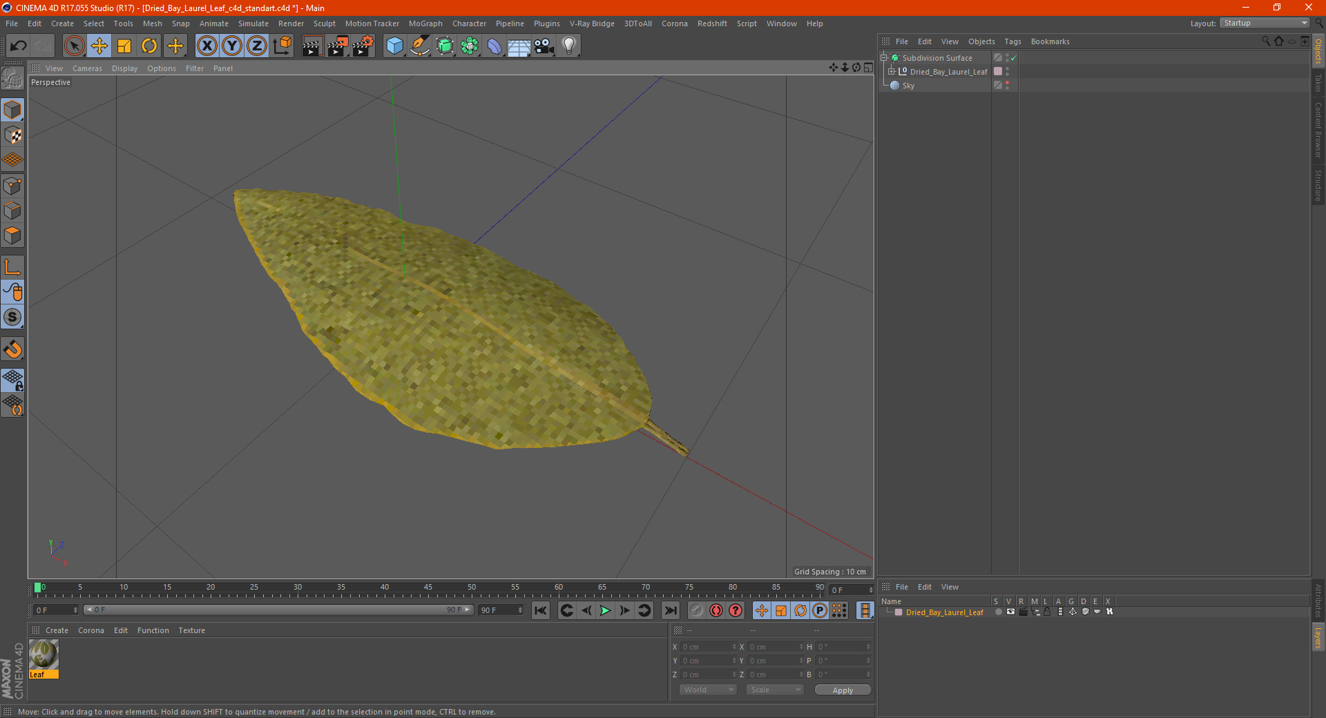3D Dried Bay Laurel Leaf