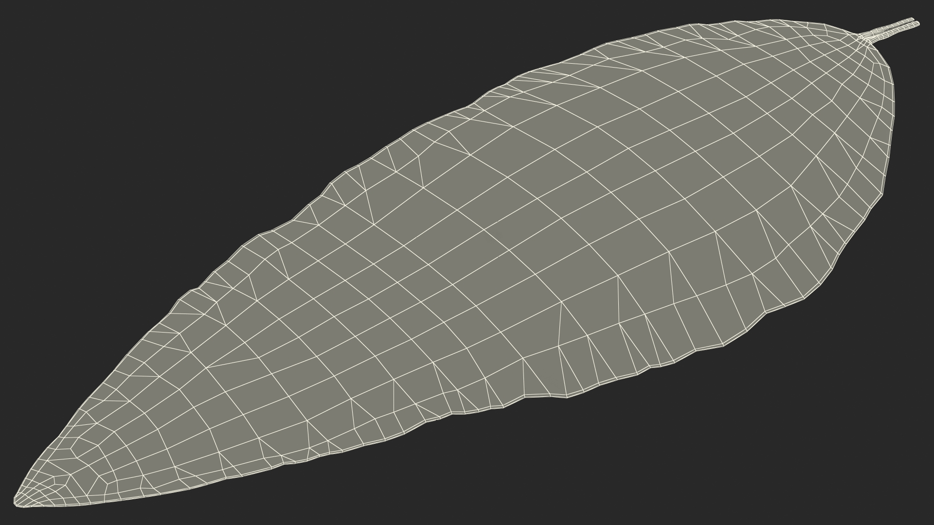3D Dried Bay Laurel Leaf