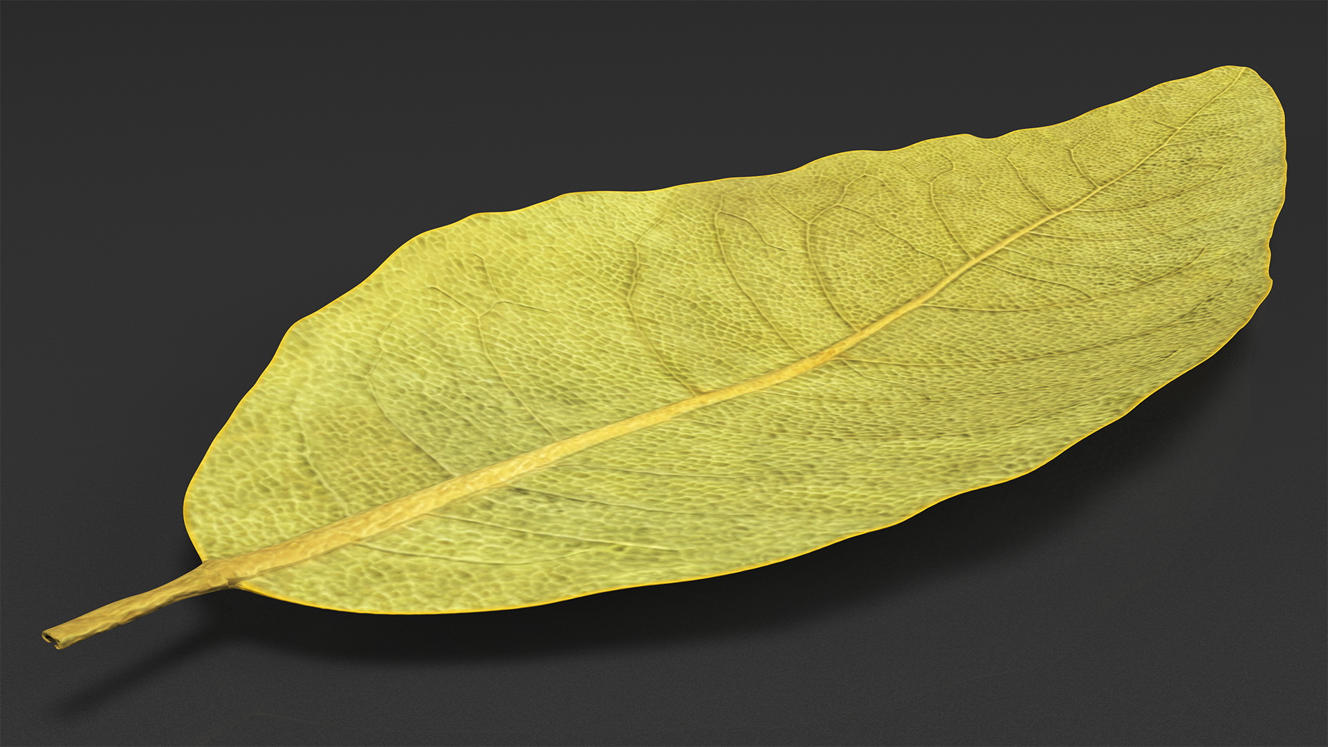 3D Dried Bay Laurel Leaf