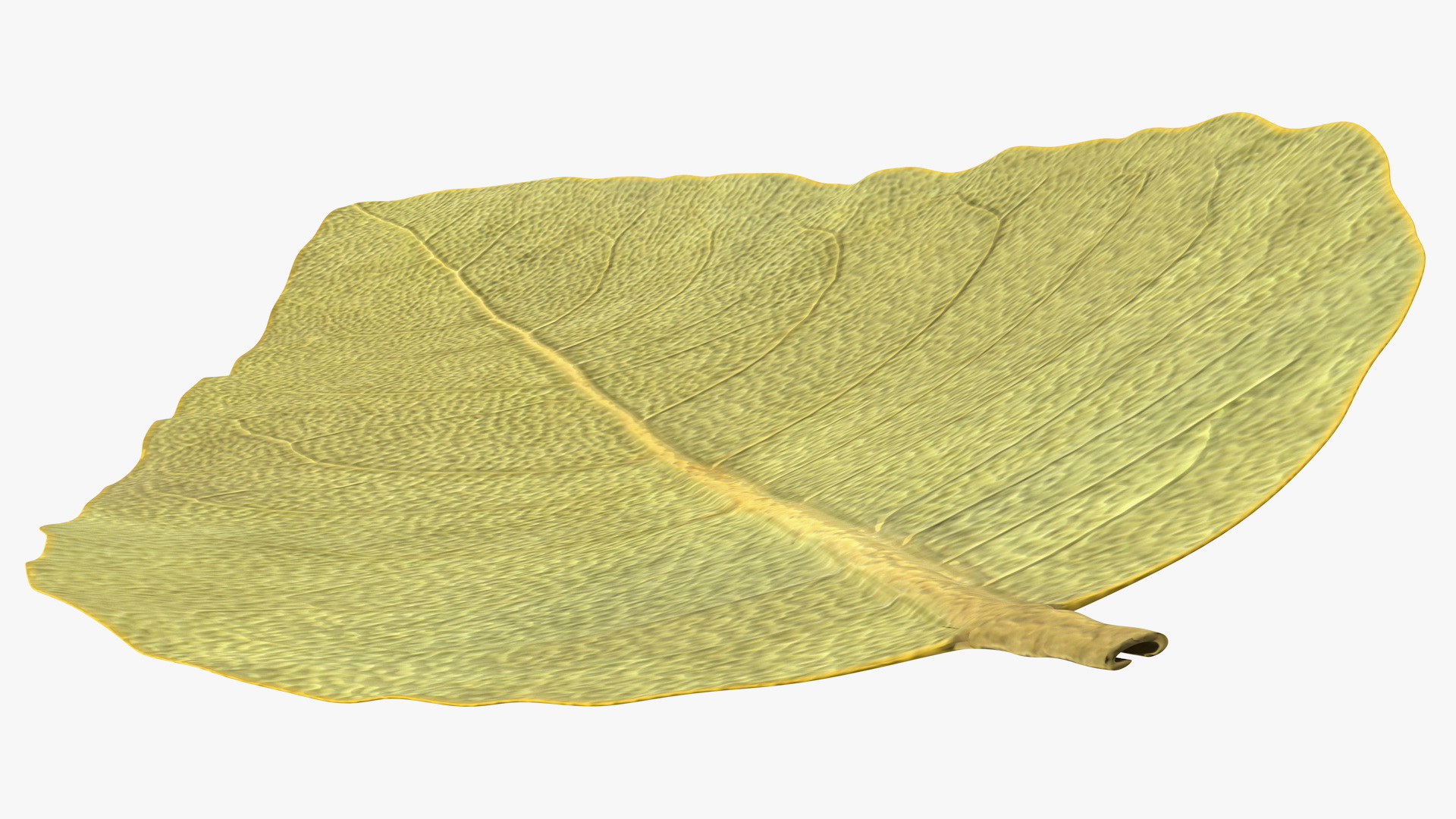 3D Dried Bay Laurel Leaf