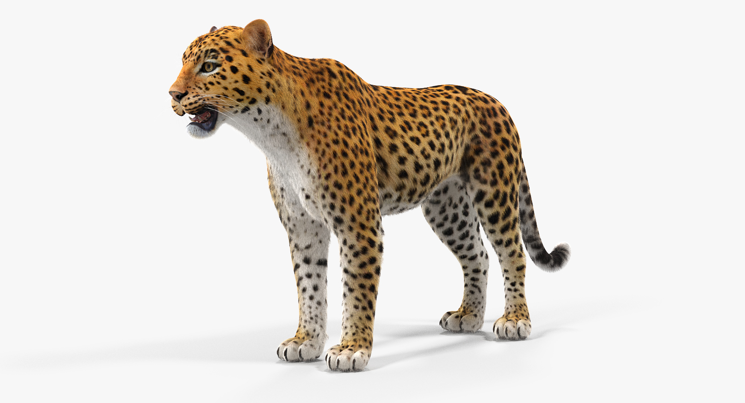 3D Leopard with Fur