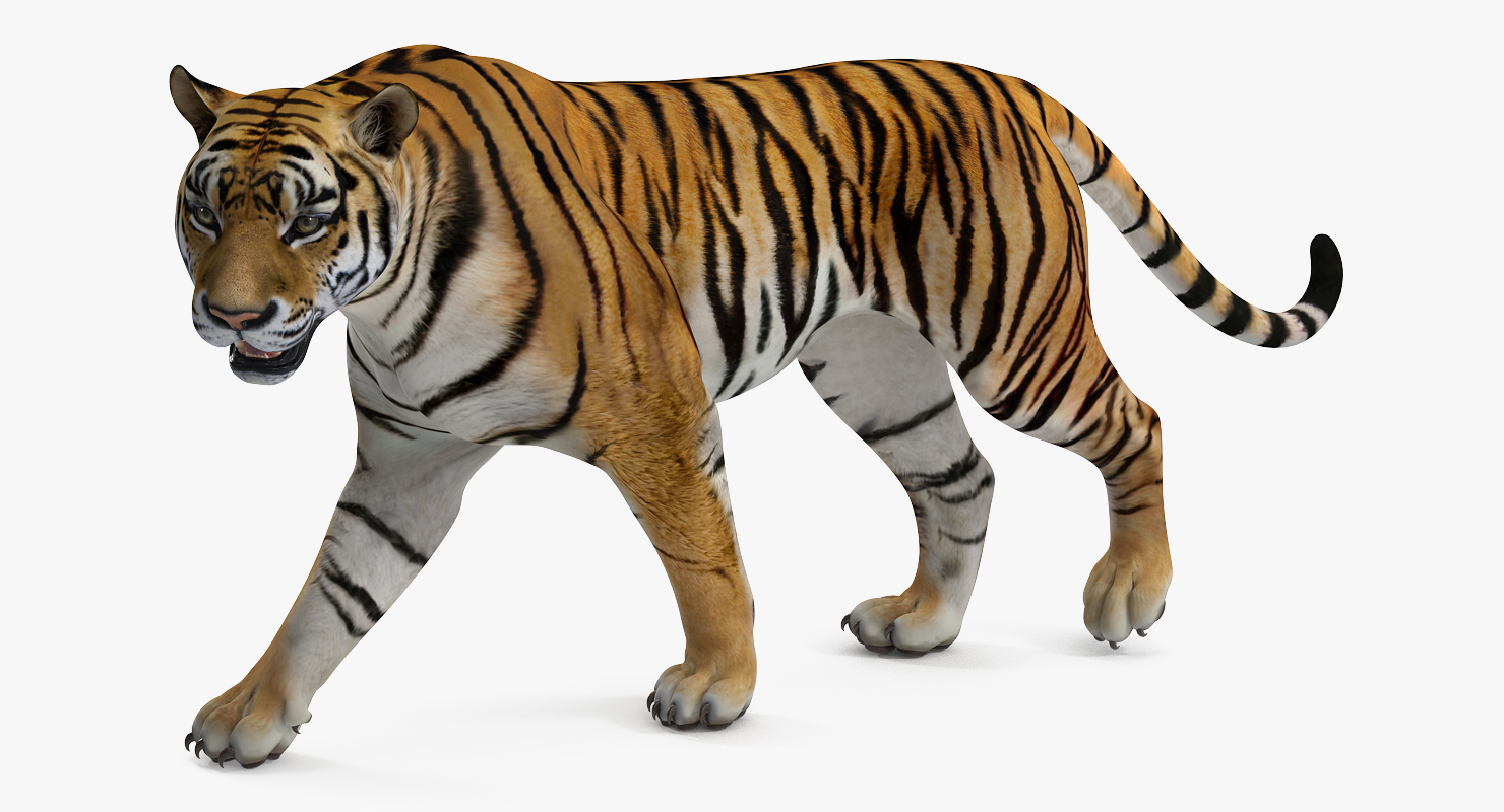 Tiger Rigged 3D
