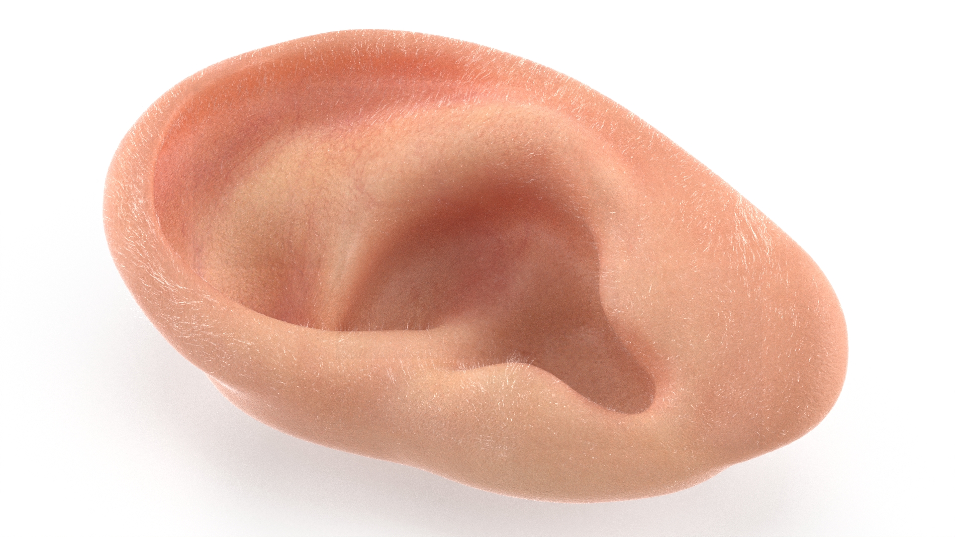 3D Realistic Human Ear Left Fur model