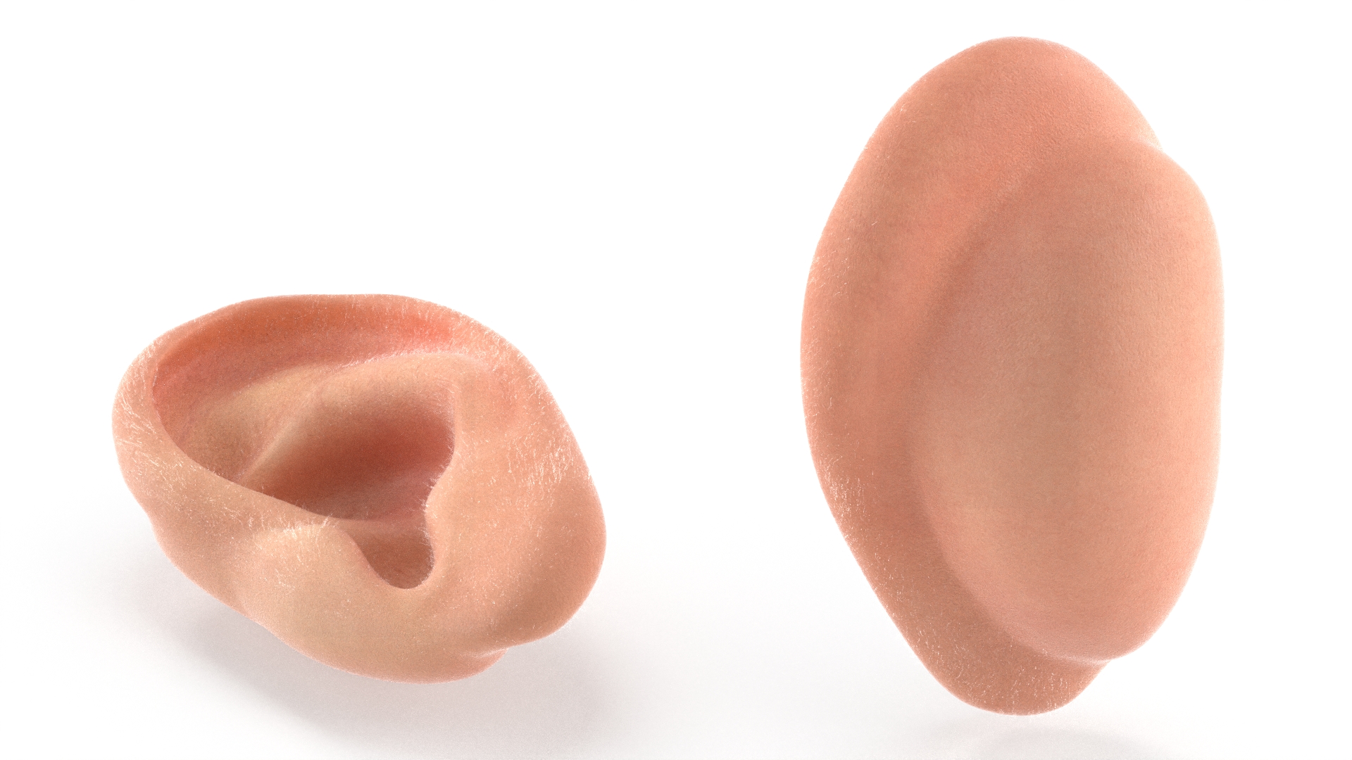 3D Realistic Human Ear Left Fur model
