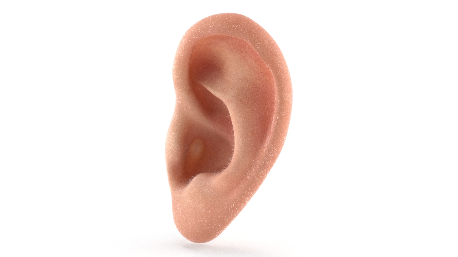 3D Realistic Human Ear Left Fur model
