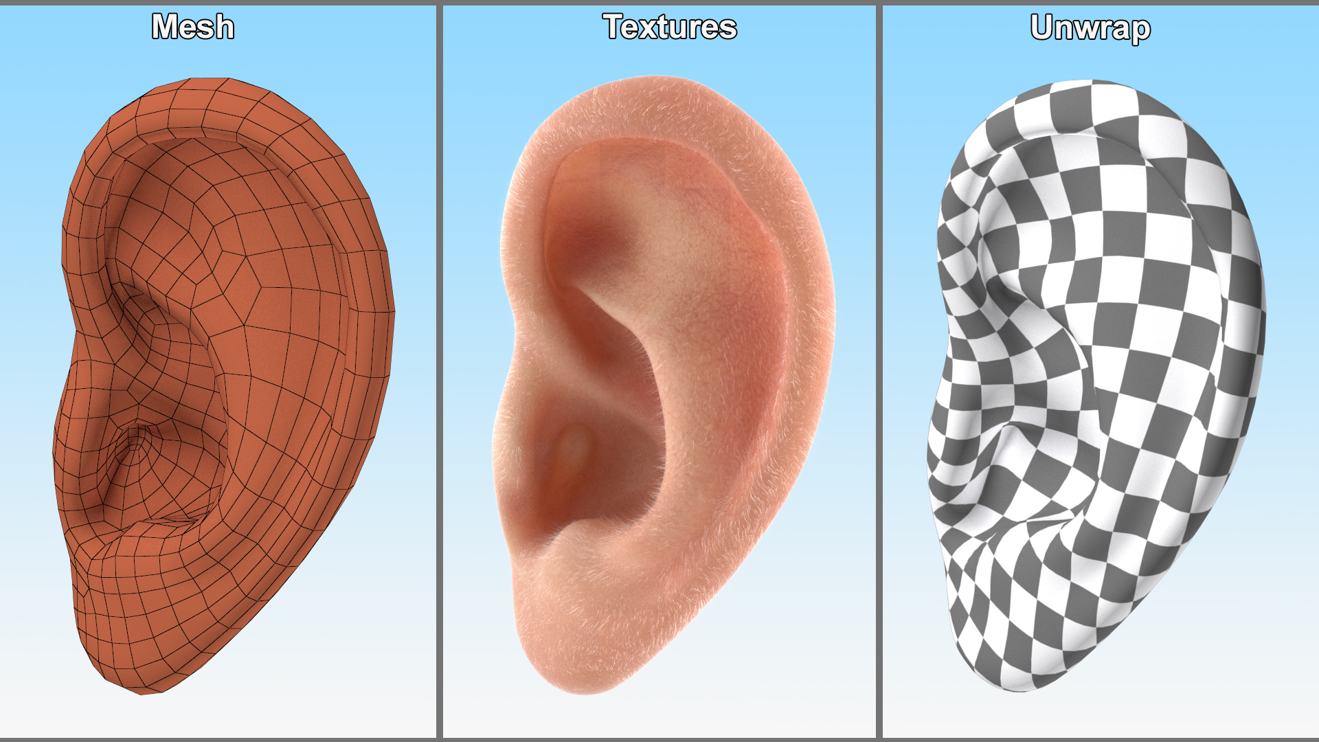 3D Realistic Human Ear Left Fur model