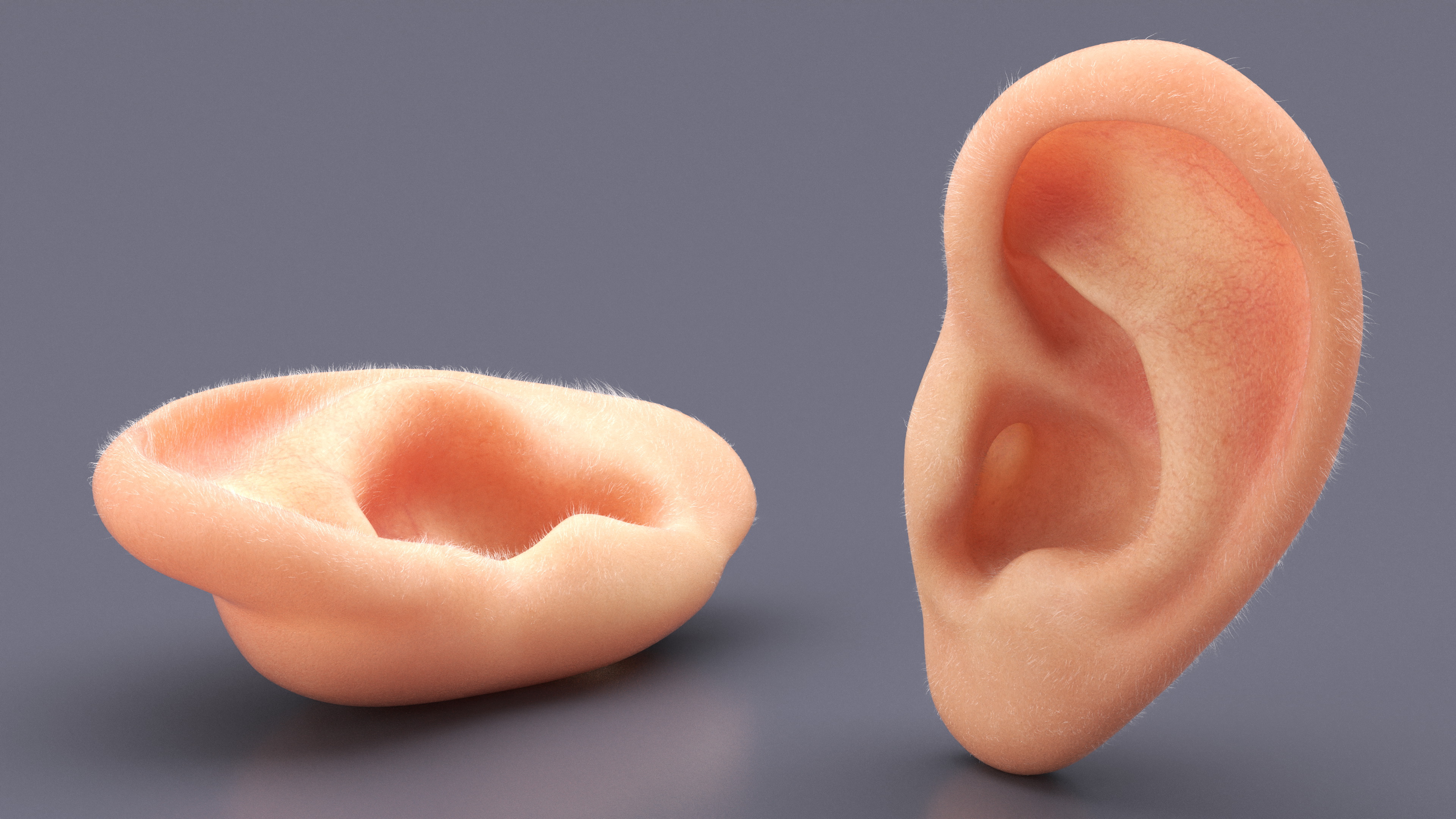 3D Realistic Human Ear Left Fur model