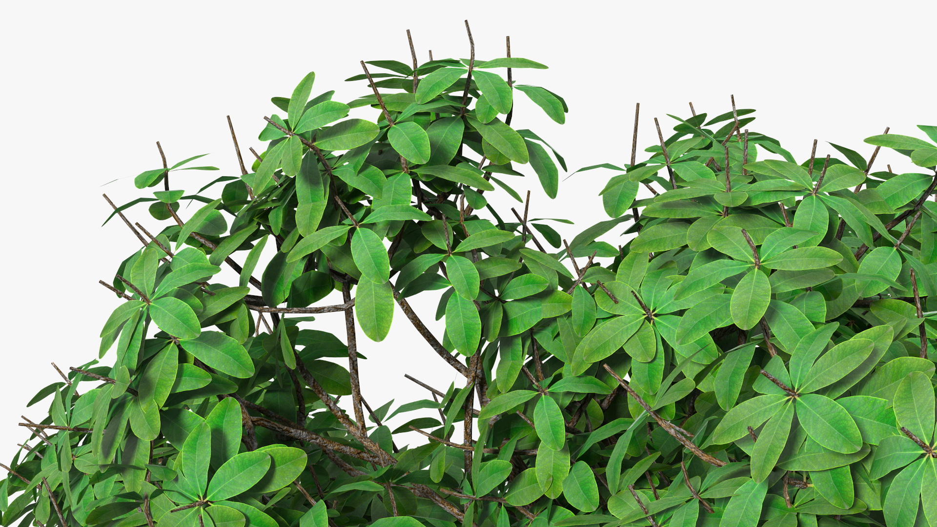 3D model Rhododendron Tree Foliage
