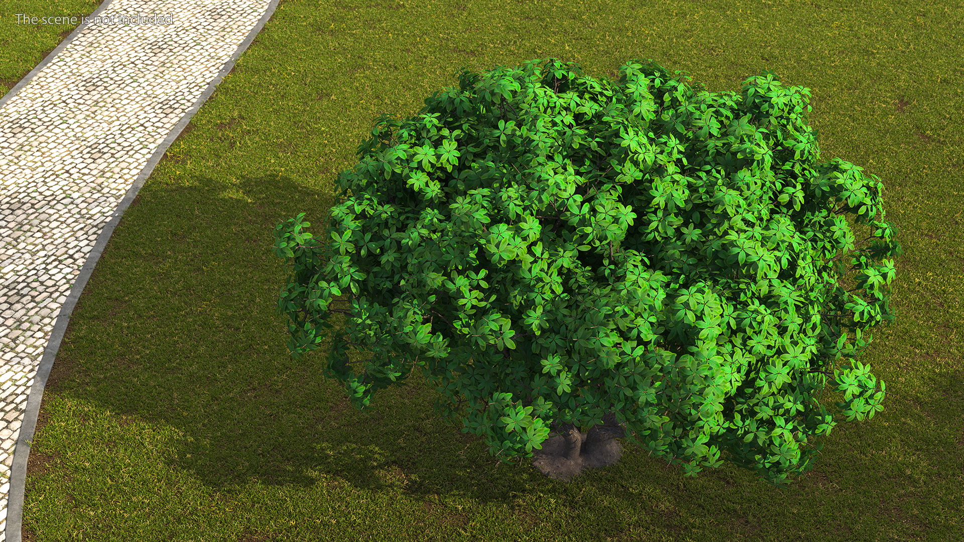 3D model Rhododendron Tree Foliage