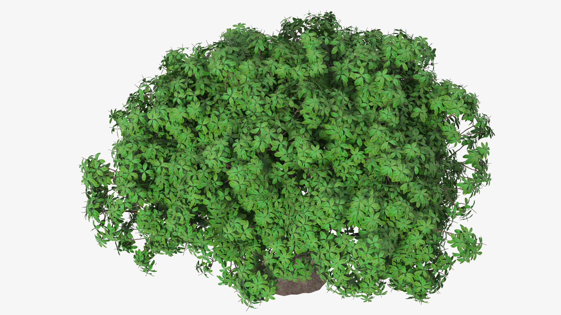 3D model Rhododendron Tree Foliage