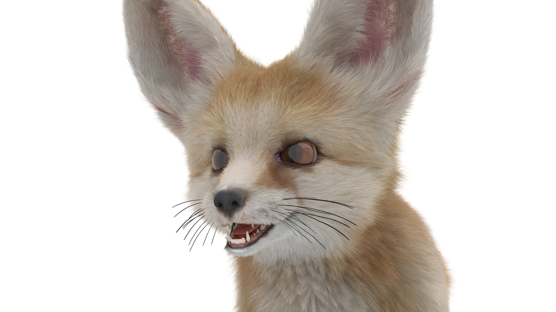 Fennec Fox Fur 3D model